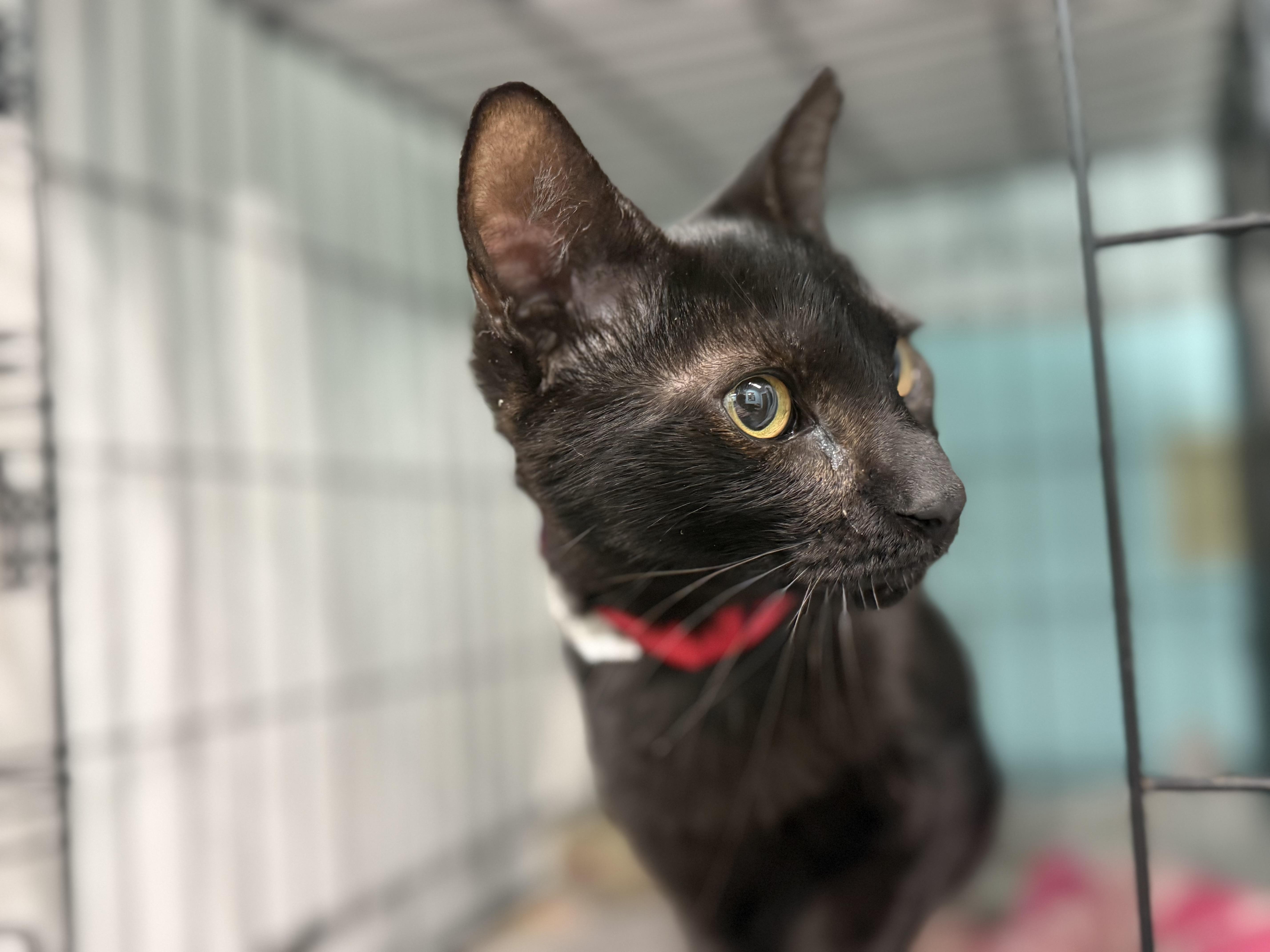 Mercedes, an adopted Domestic Short Hair in Lauderhill, FL image 3/3