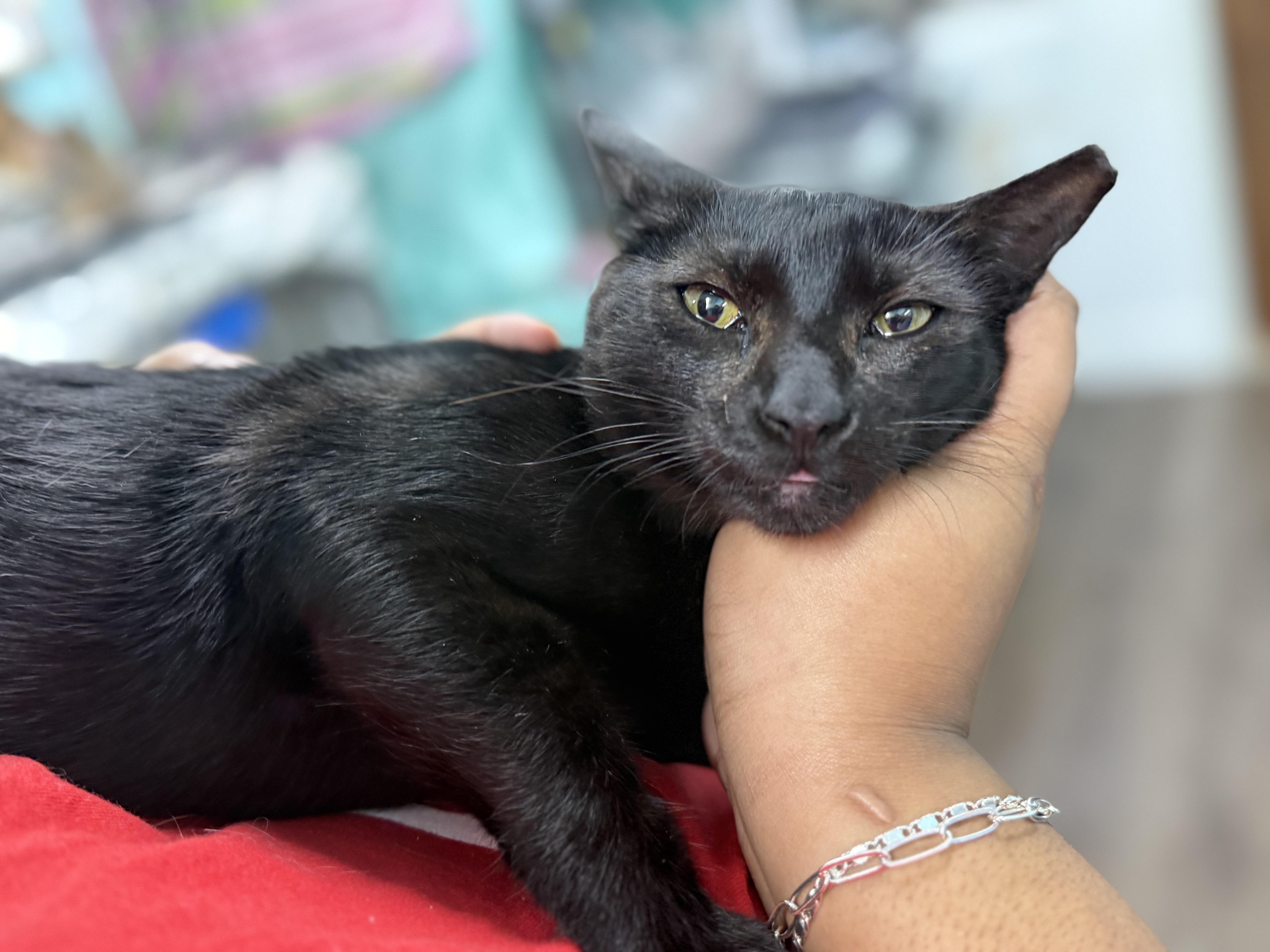 Mercedes, adopted, Kitten Male Domestic Short Hair.