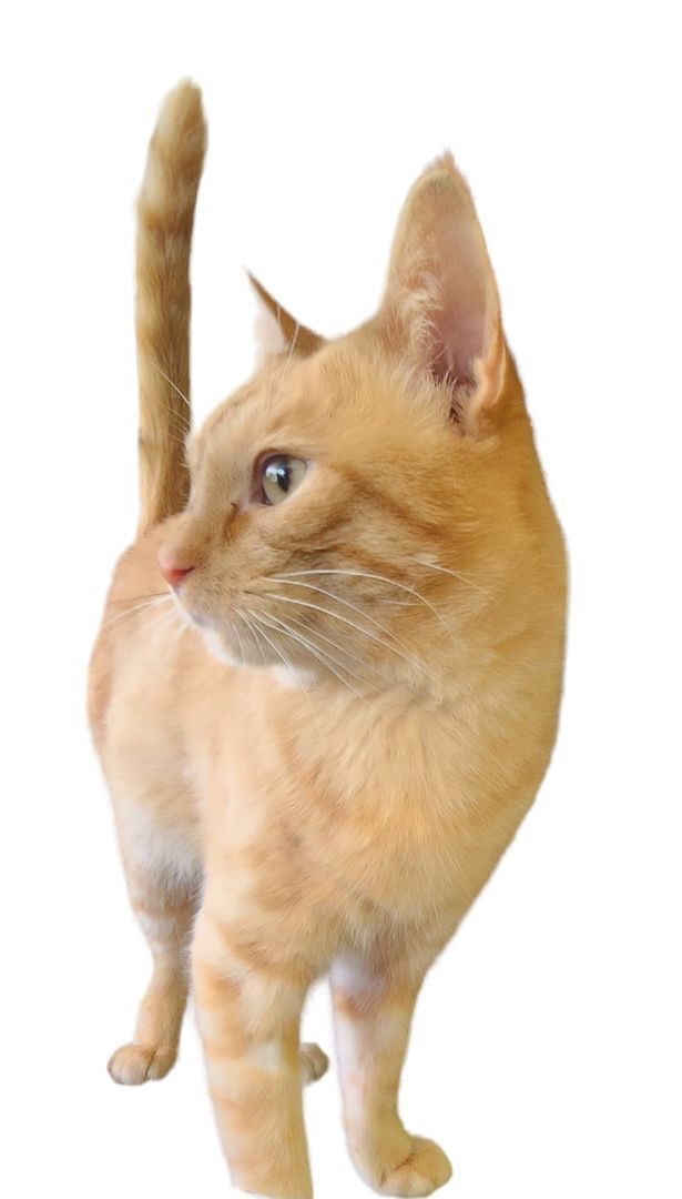 Enlarge Crunchie, a Adopted Domestic Short Hair in Mead, OK image 1/2