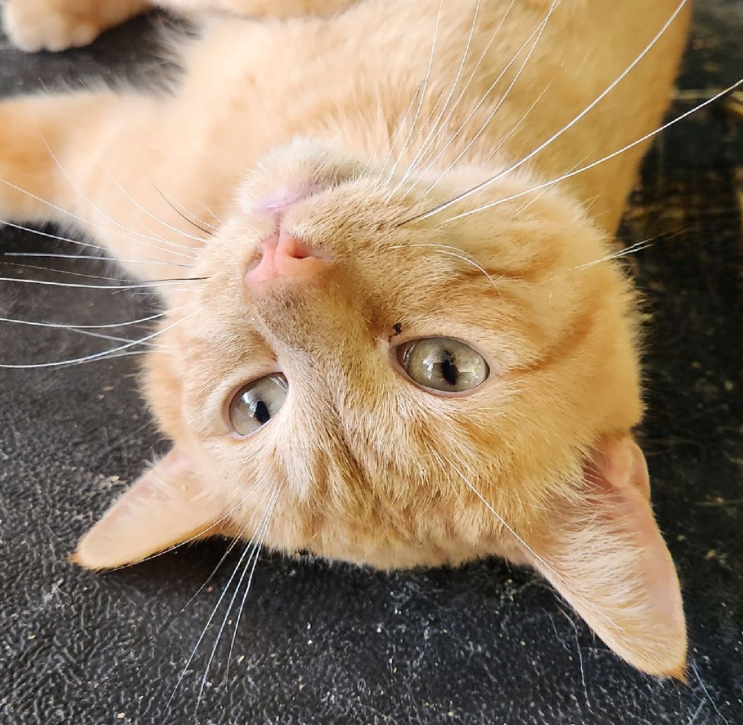 Enlarge Crunchie, a Adopted Domestic Short Hair in Mead, OK image 2/2