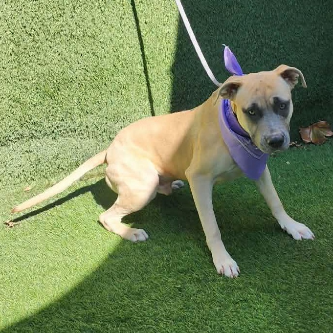 Winston — thumbnail 5