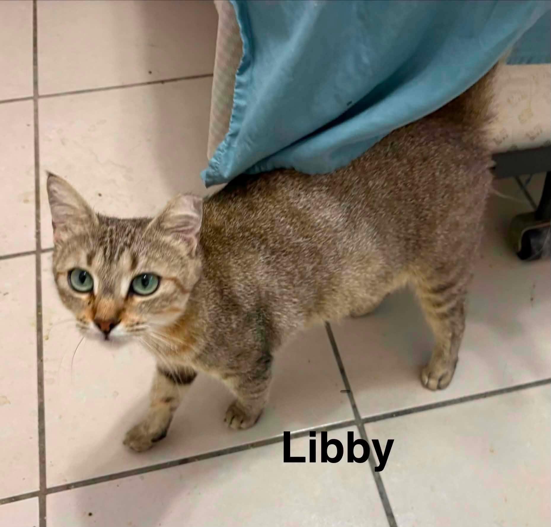 Enlarge Libby, a ADOPTABLE Domestic Short Hair in Mount Pleasant, TX image 1/1