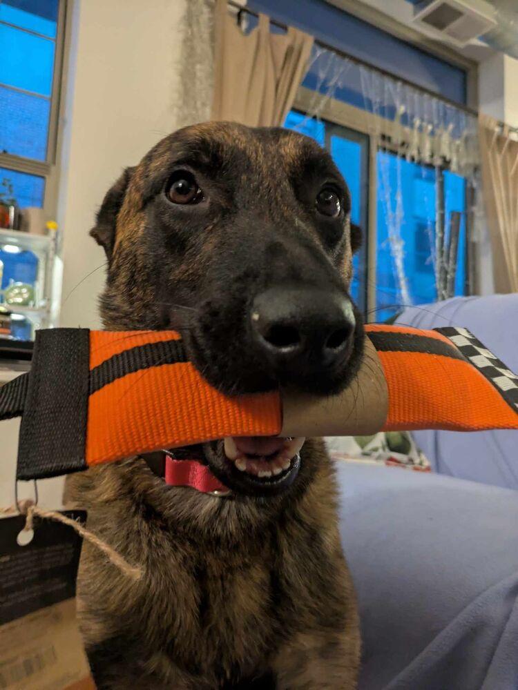 Enlarge Ryder - Located in IL, a Adoptable Dutch Shepherd in Tinley Park, IL image 1/6