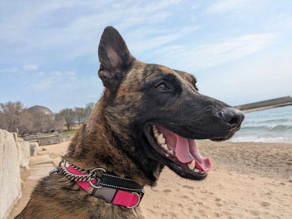 Enlarge Ryder - Located in IL, a Adoptable Dutch Shepherd in Tinley Park, IL image 2/6