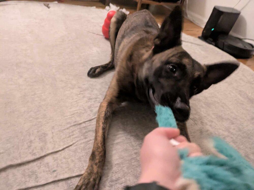 Enlarge Ryder - Located in IL, a Adoptable Dutch Shepherd in Tinley Park, IL image 3/6