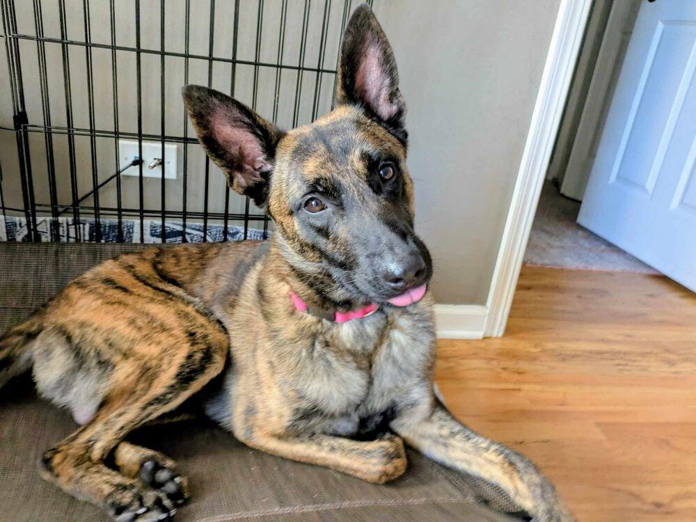 Enlarge Ryder - Located in IL, a Adoptable Dutch Shepherd in Tinley Park, IL image 4/6
