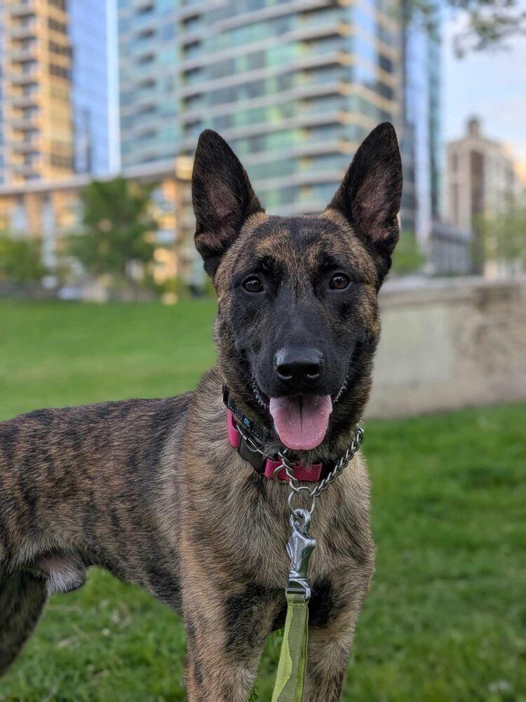 Enlarge Ryder - Located in IL, a Adoptable Dutch Shepherd in Tinley Park, IL image 5/6