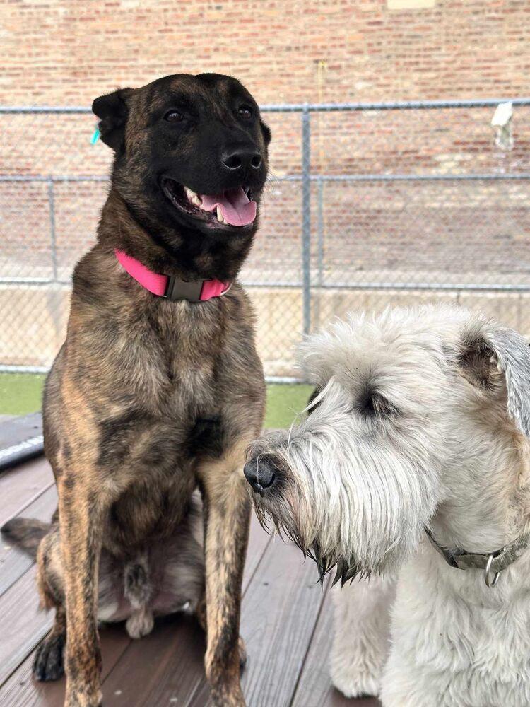 Enlarge Ryder - Located in IL, a Adoptable Dutch Shepherd in Tinley Park, IL image 6/6