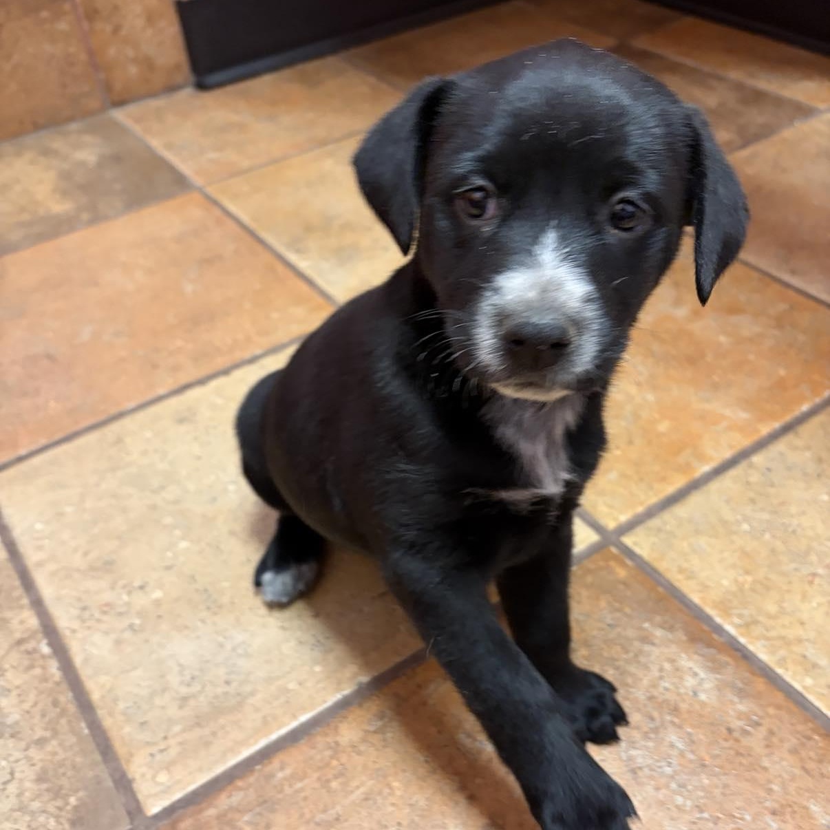 Enlarge Chloe, an adopted mixed breed in Export, PA image 4/6