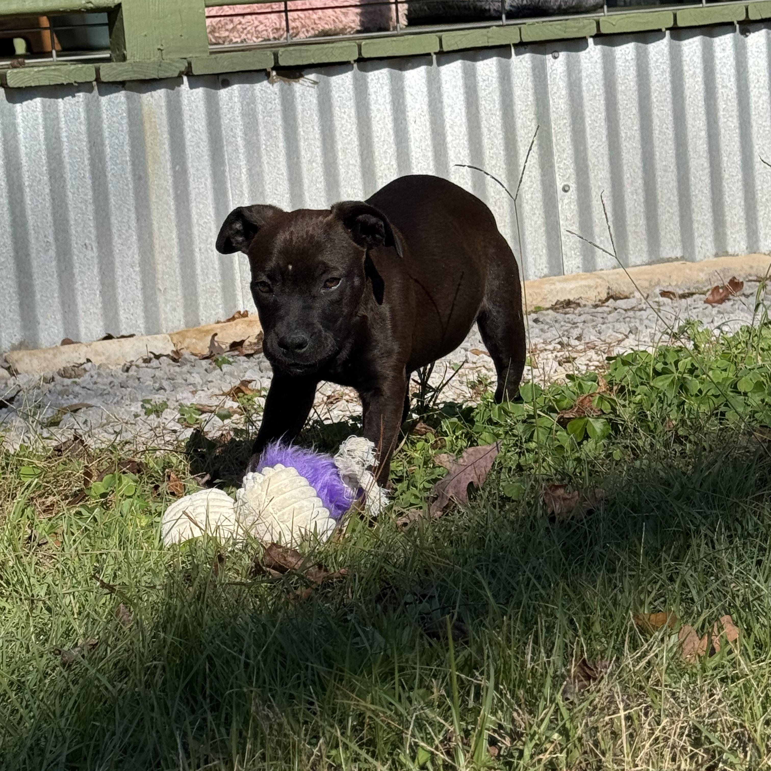Enlarge Ella, a ADOPTABLE Chocolate Labrador Retriever in Bronson, TX image 1/3