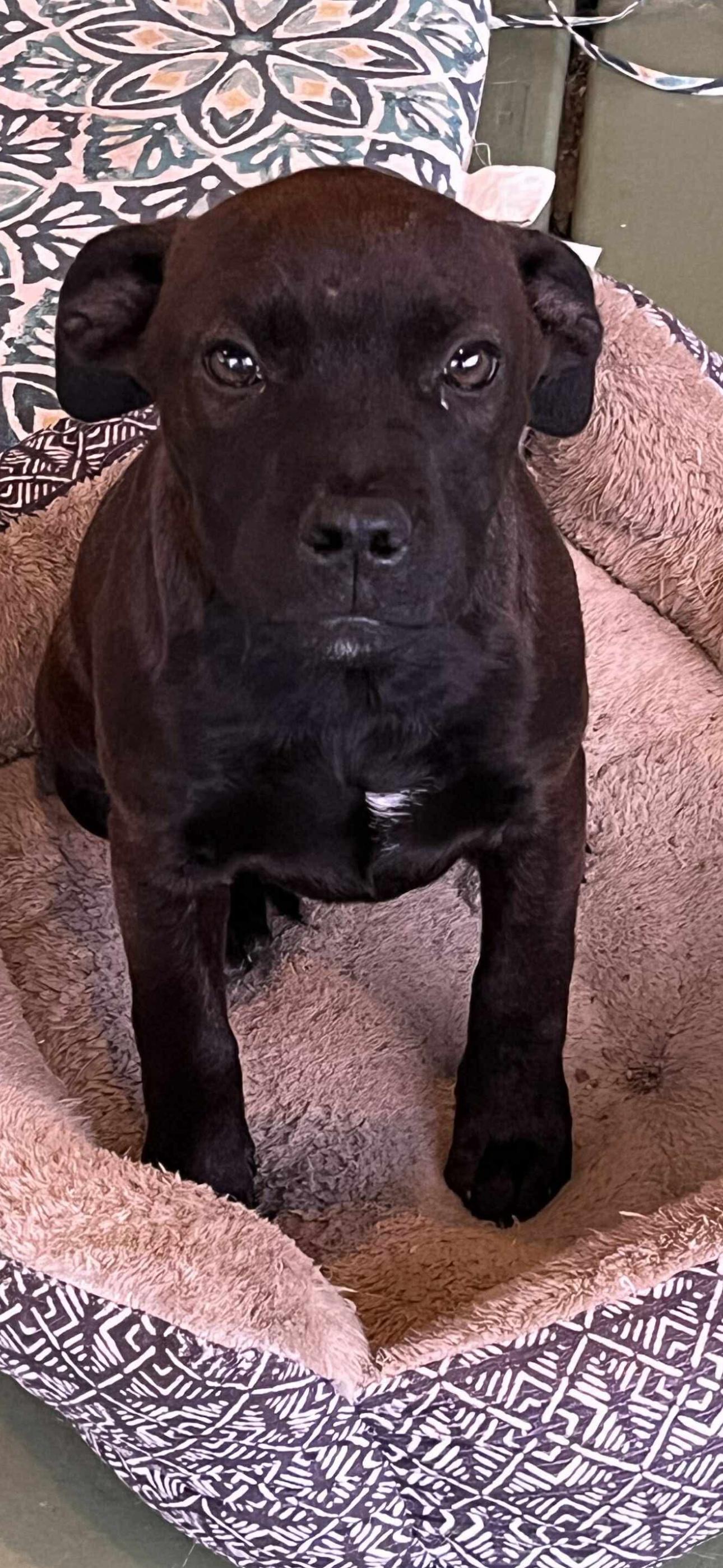 Enlarge Ella, a ADOPTABLE Chocolate Labrador Retriever in Bronson, TX image 2/3