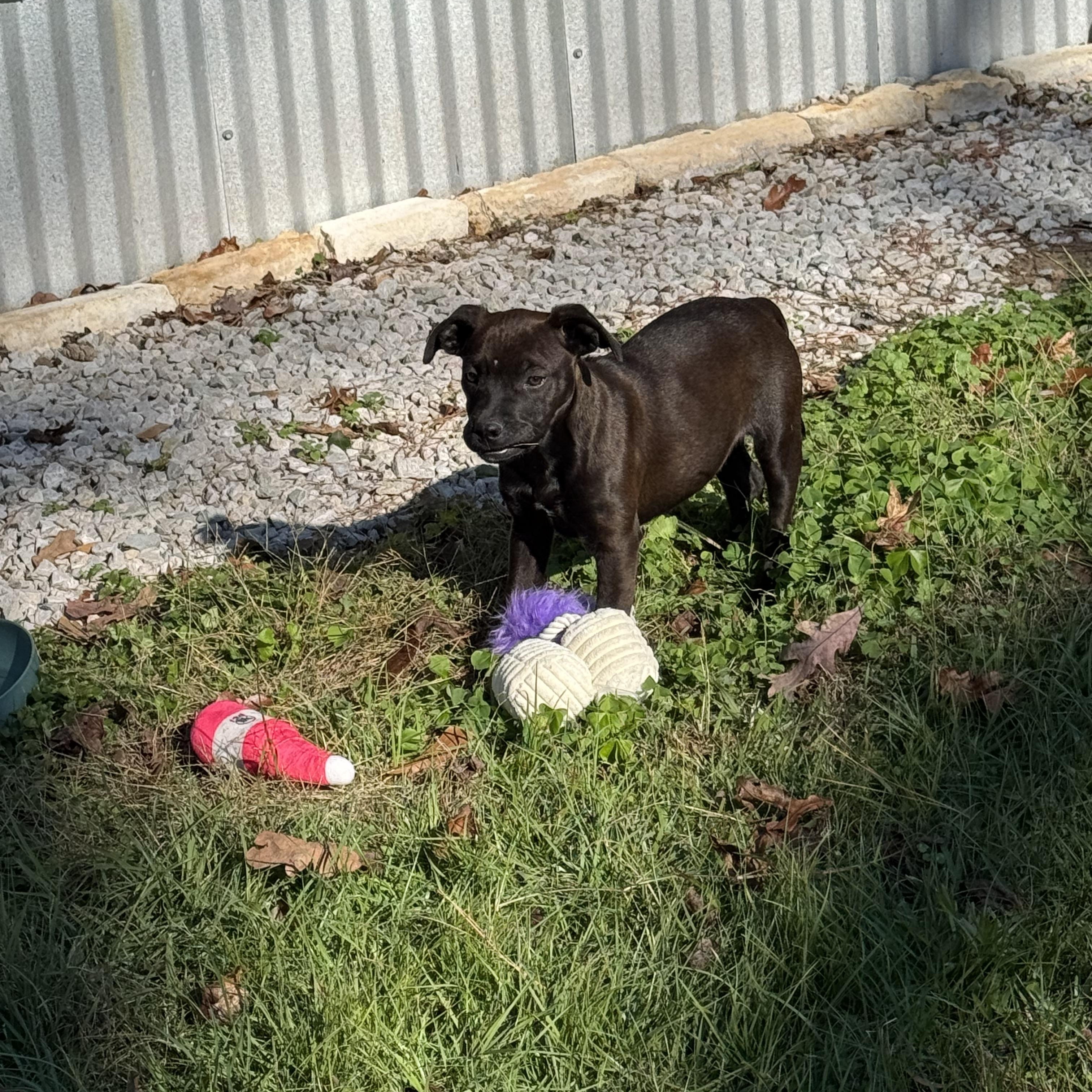 Enlarge Ella, a ADOPTABLE Chocolate Labrador Retriever in Bronson, TX image 3/3