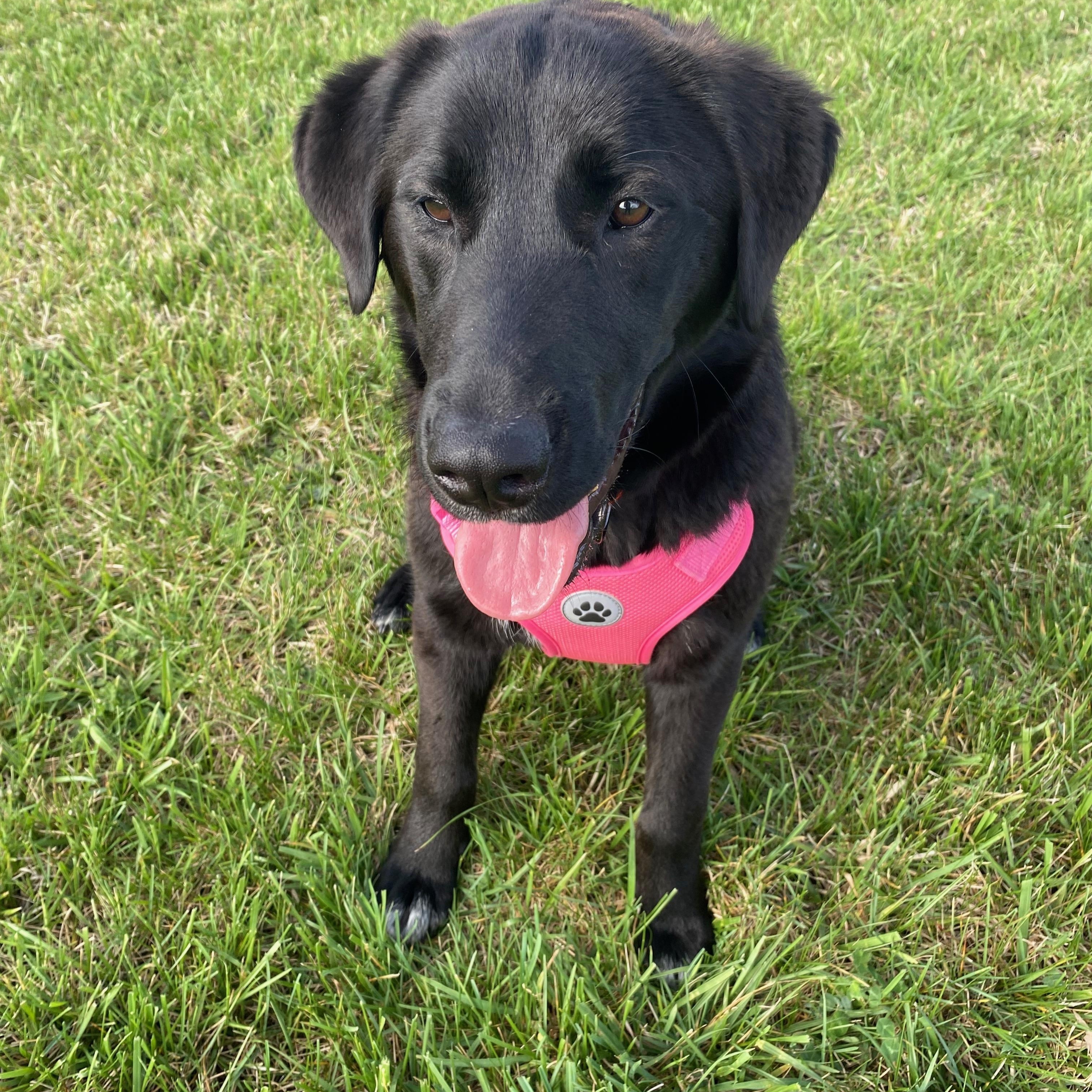 Tiki, Adopted, Young Female Great Pyrenees & Black Labrador Retriever.