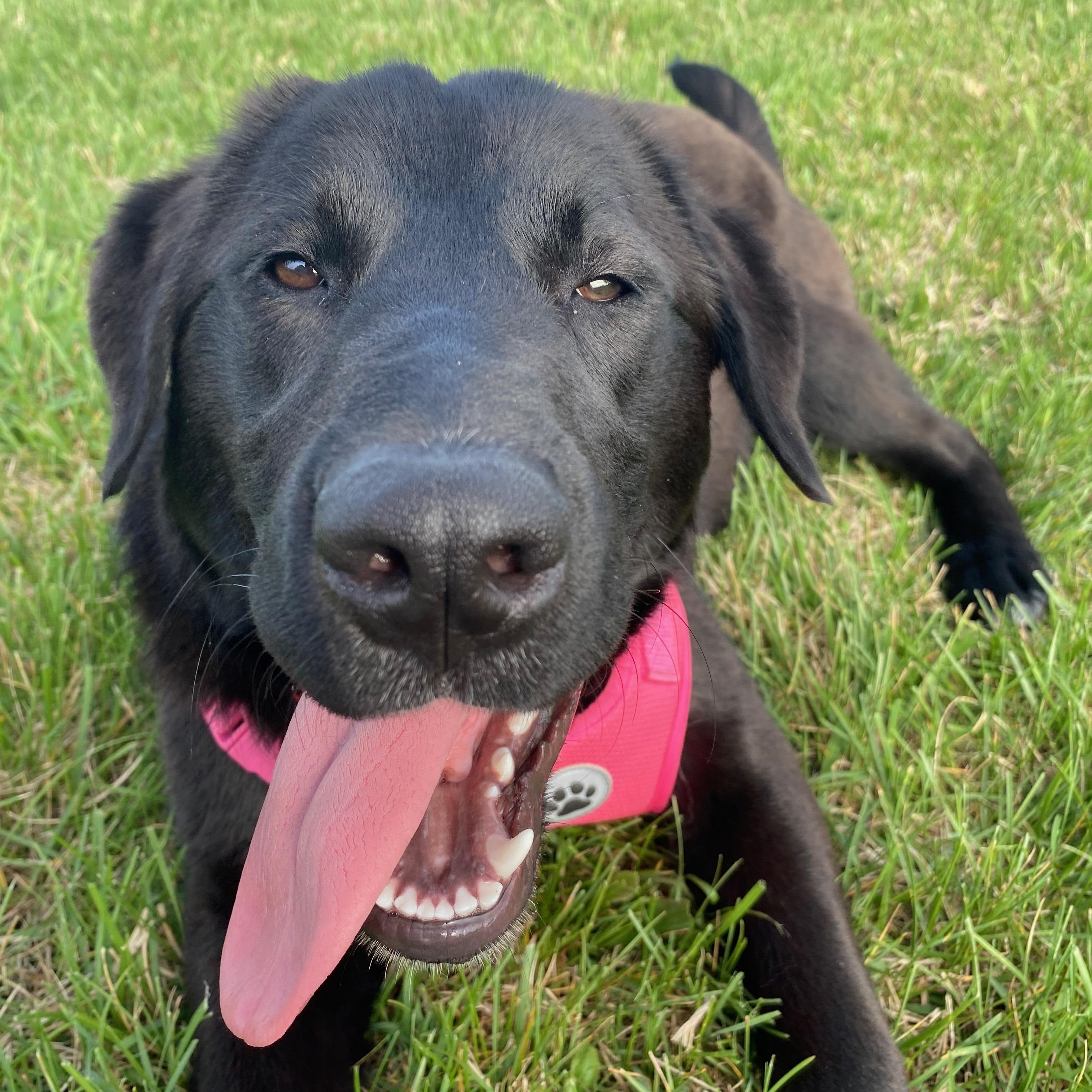 Enlarge Tiki, a Adopted mixed breed in Whitesburg, TN image 2/4