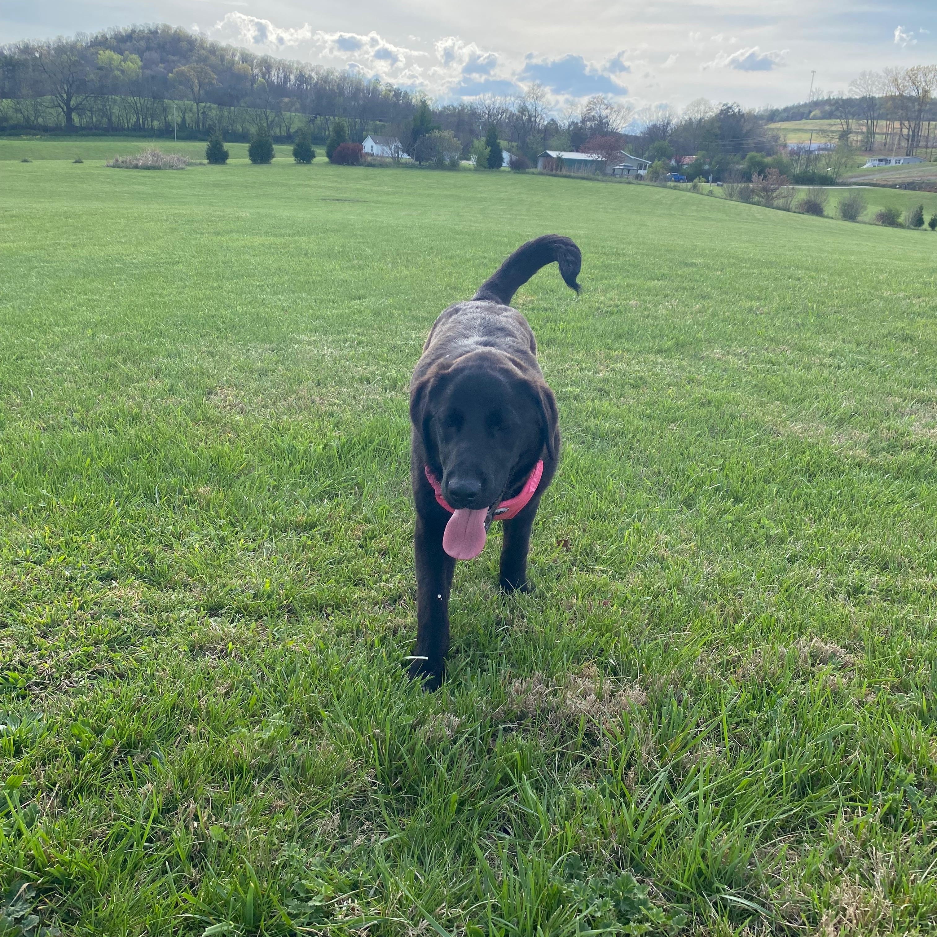 Enlarge Tiki, a Adopted mixed breed in Whitesburg, TN image 4/4