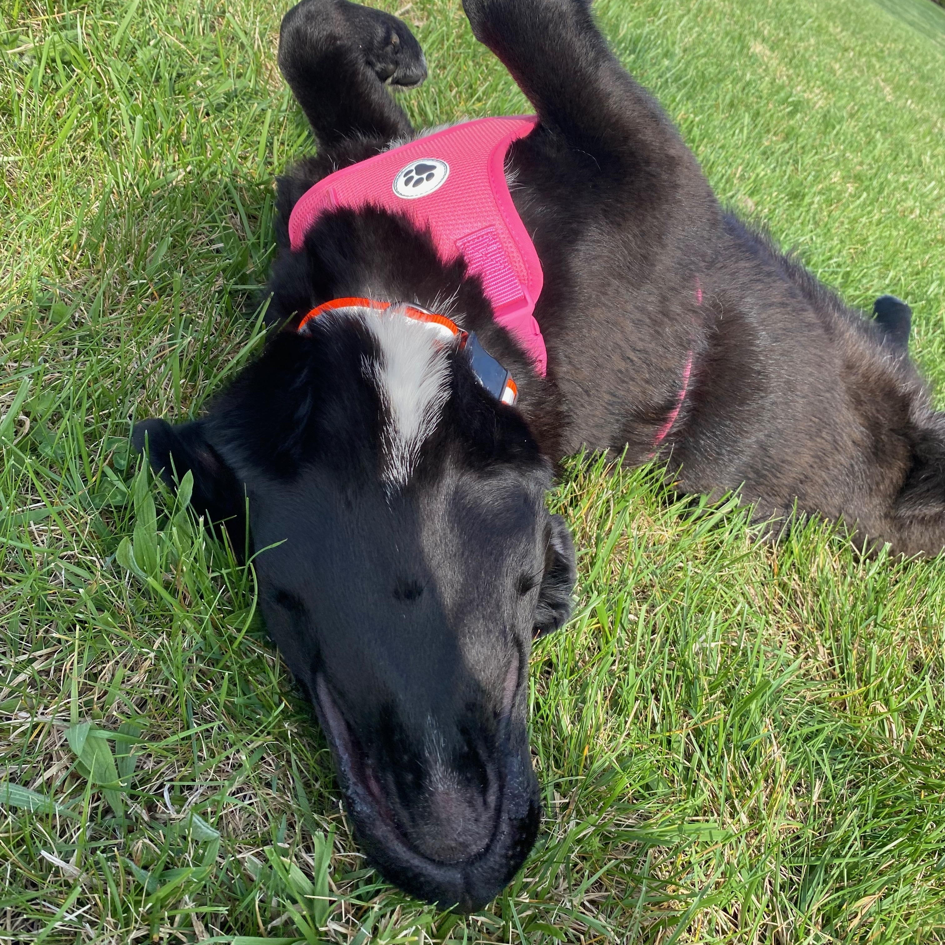 Enlarge Tiki, a Adopted mixed breed in Whitesburg, TN image 3/4