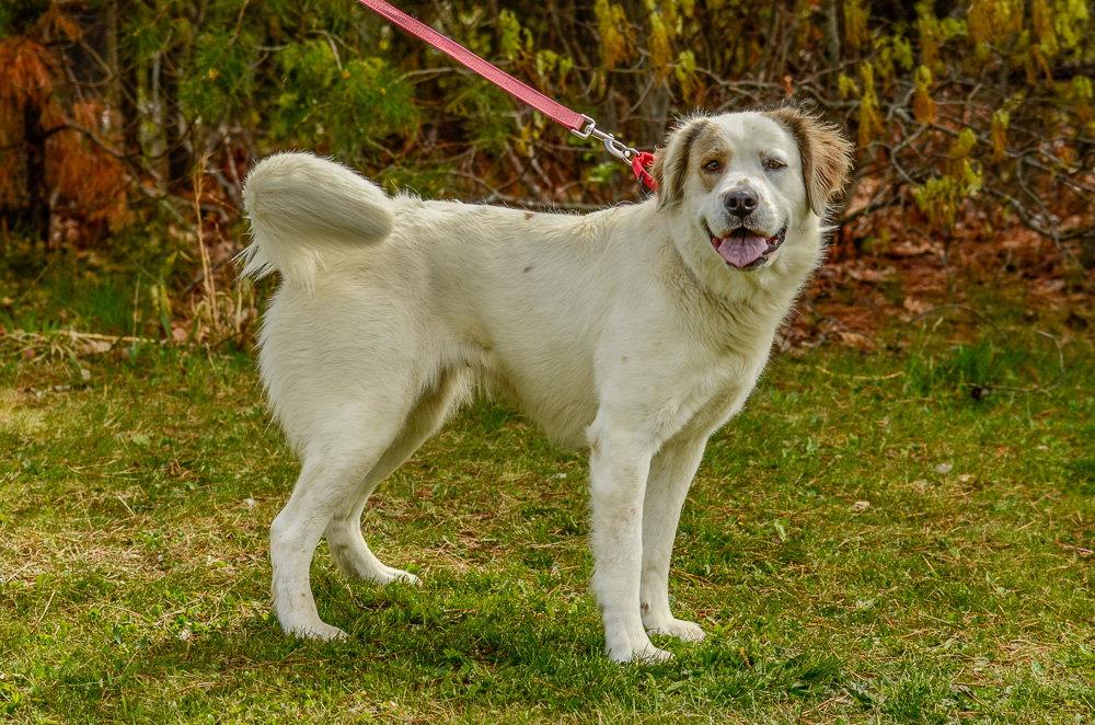 Enlarge Duchess, a Adoptable Australian Cattle Dog / Blue Heeler in Brick, NJ image 1/3