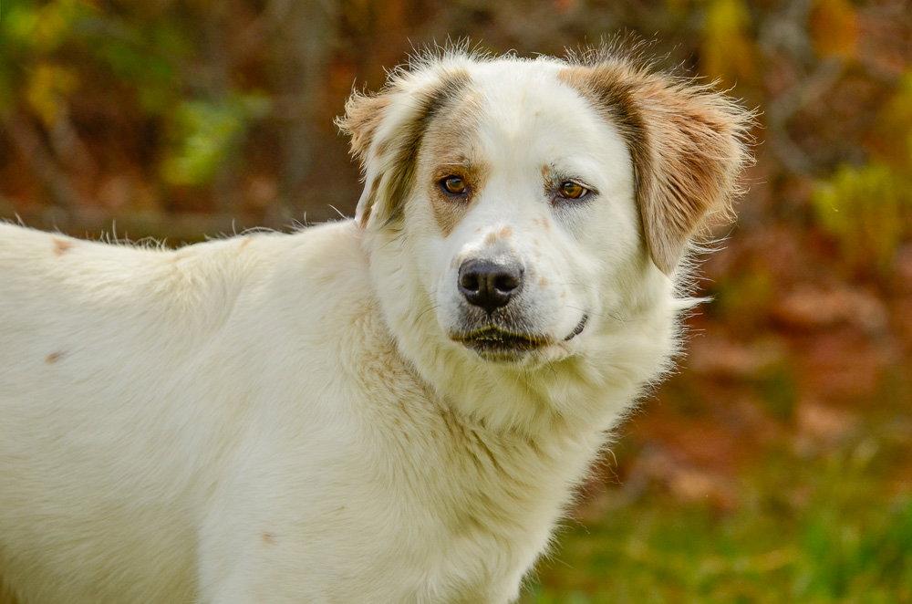 Enlarge Duchess, a Adoptable Australian Cattle Dog / Blue Heeler in Brick, NJ image 2/3