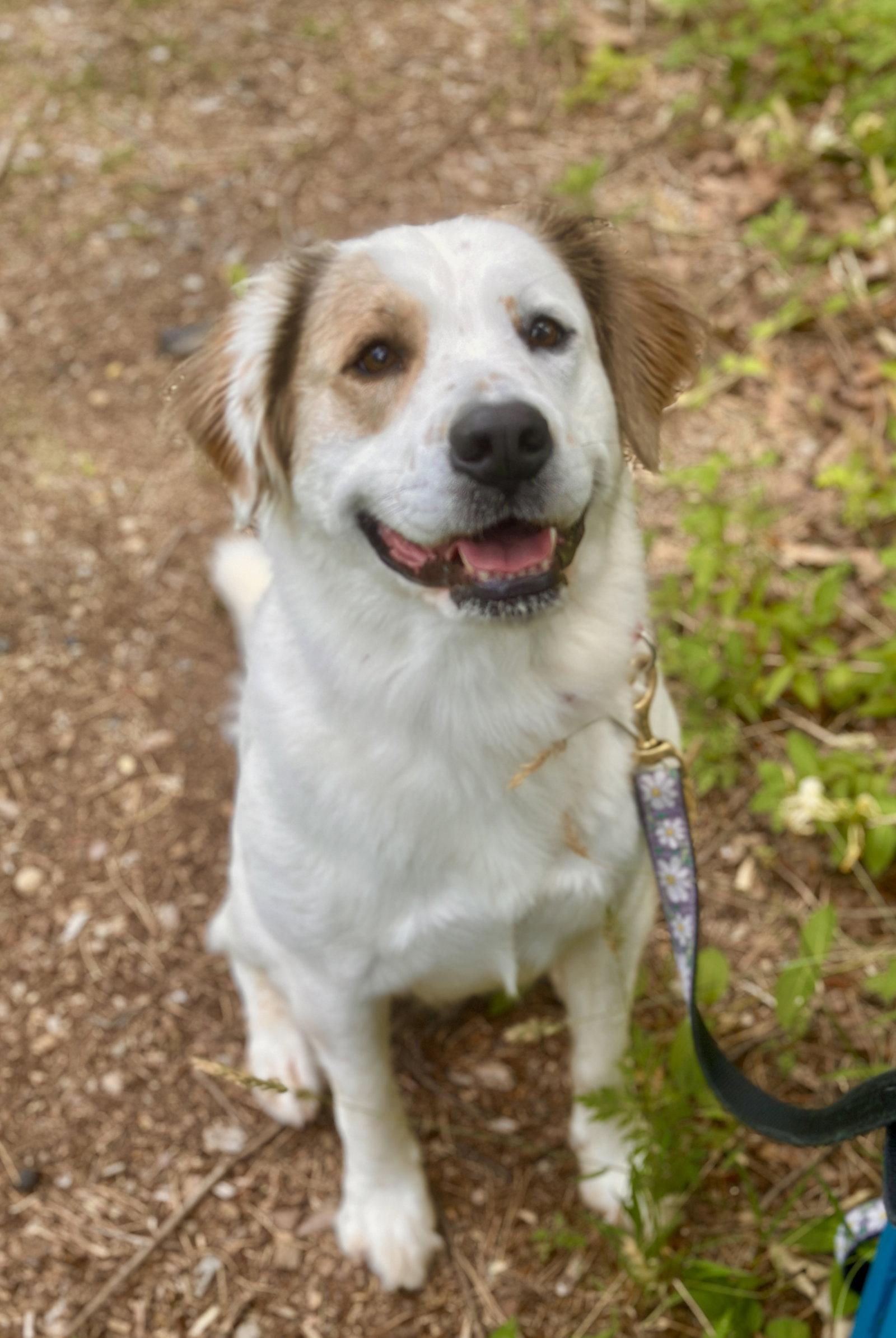 Enlarge Duchess, a Adoptable Australian Cattle Dog / Blue Heeler in Brick, NJ image 3/3