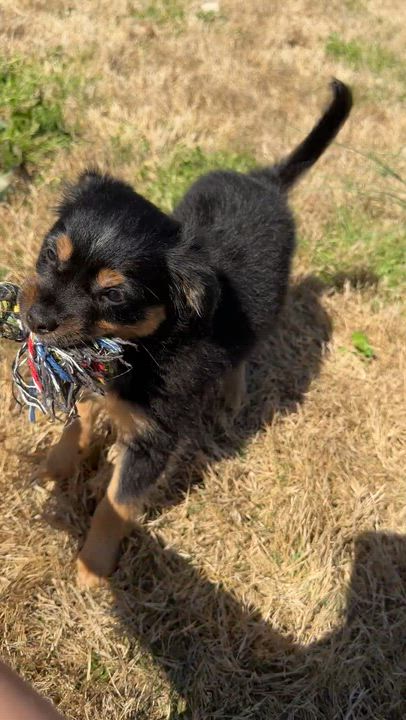 Enlarge Magnolia, a ADOPTABLE mixed breed in Calera, AL video 3/6