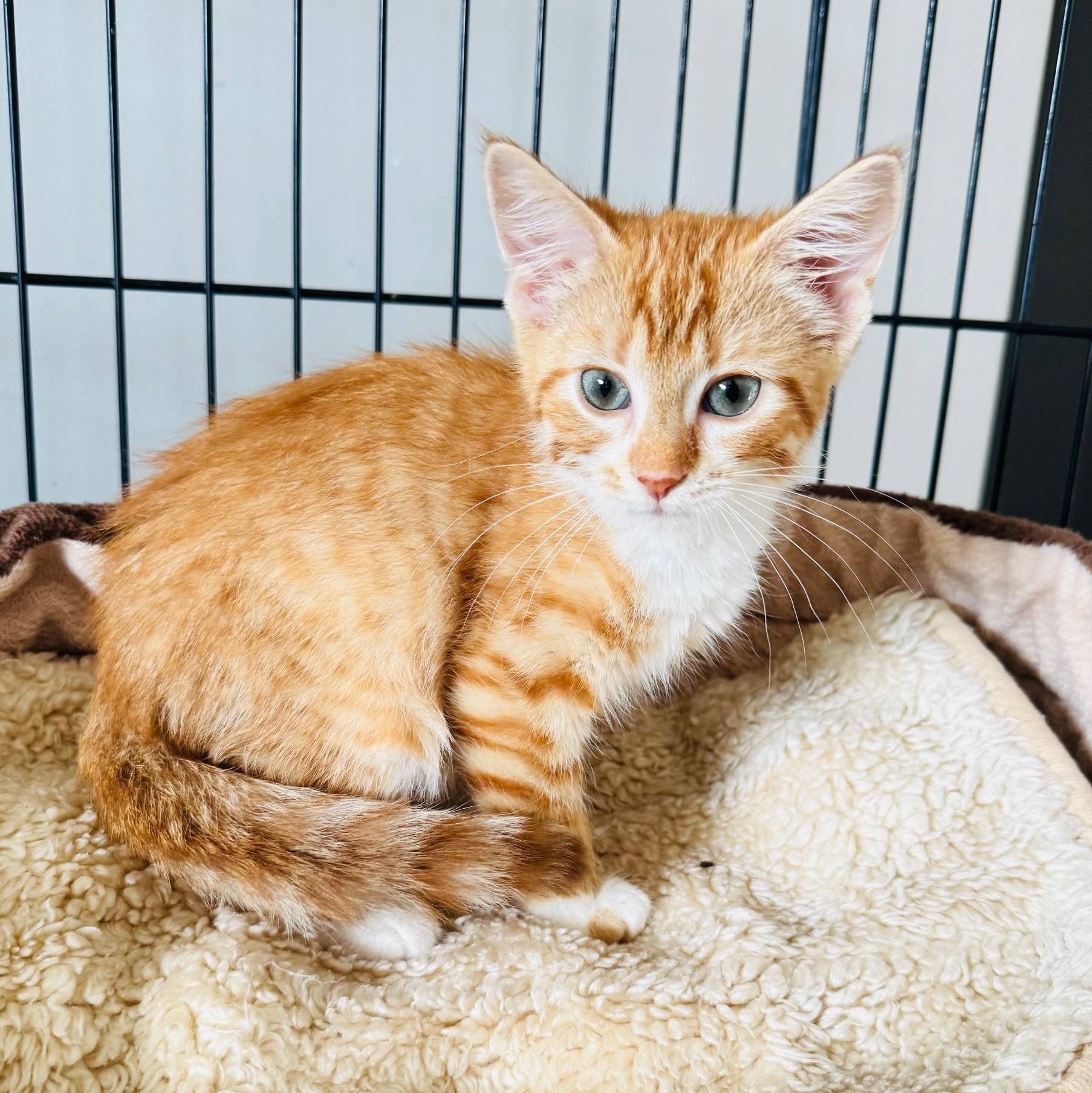 Enlarge Mindy, a Adoptable Domestic Short Hair in Brooks, AB image 2/4