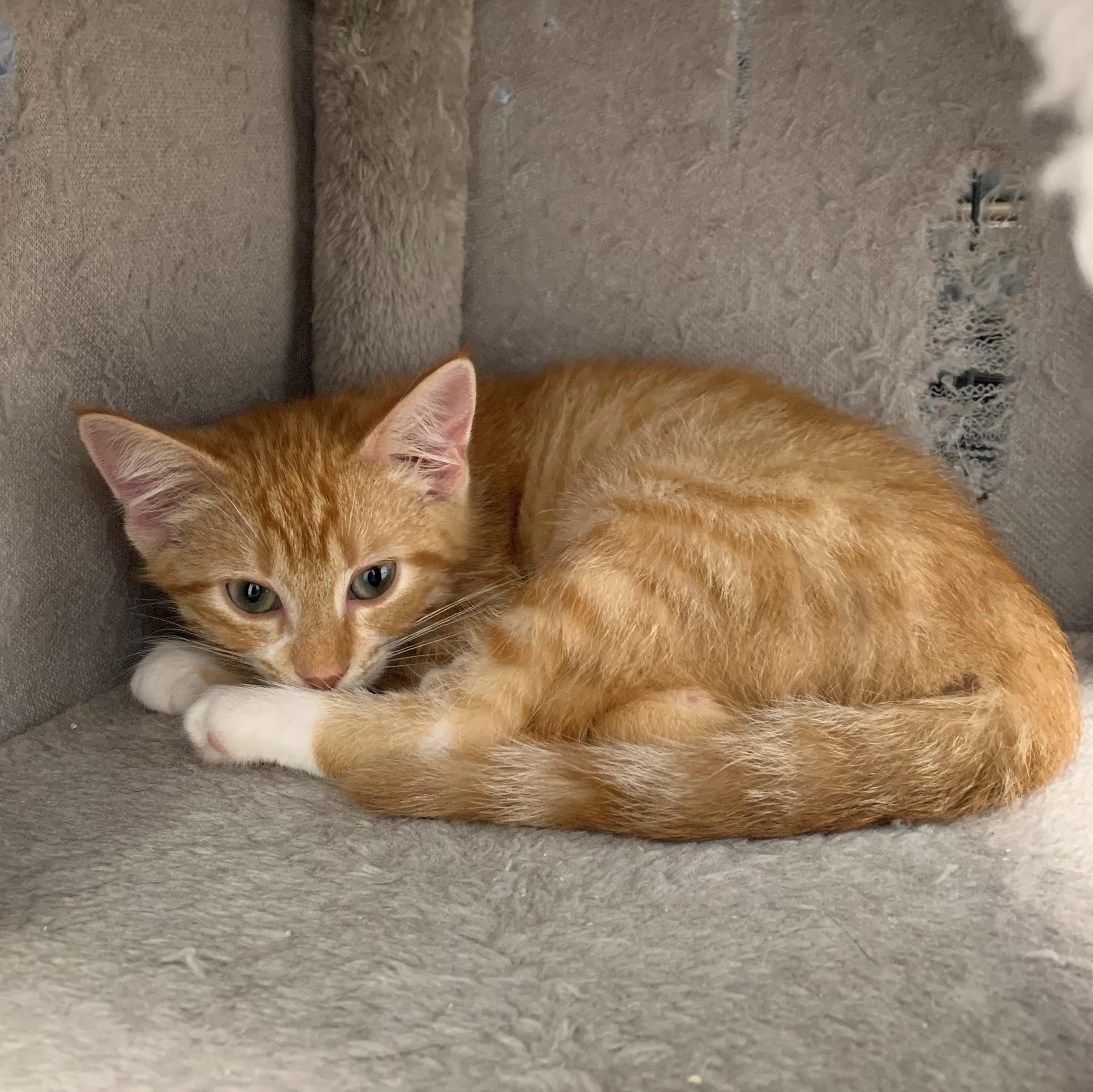 Mindy, an adoptable Domestic Short Hair in Brooks, AB, T1R 1B2 | Photo Image 3