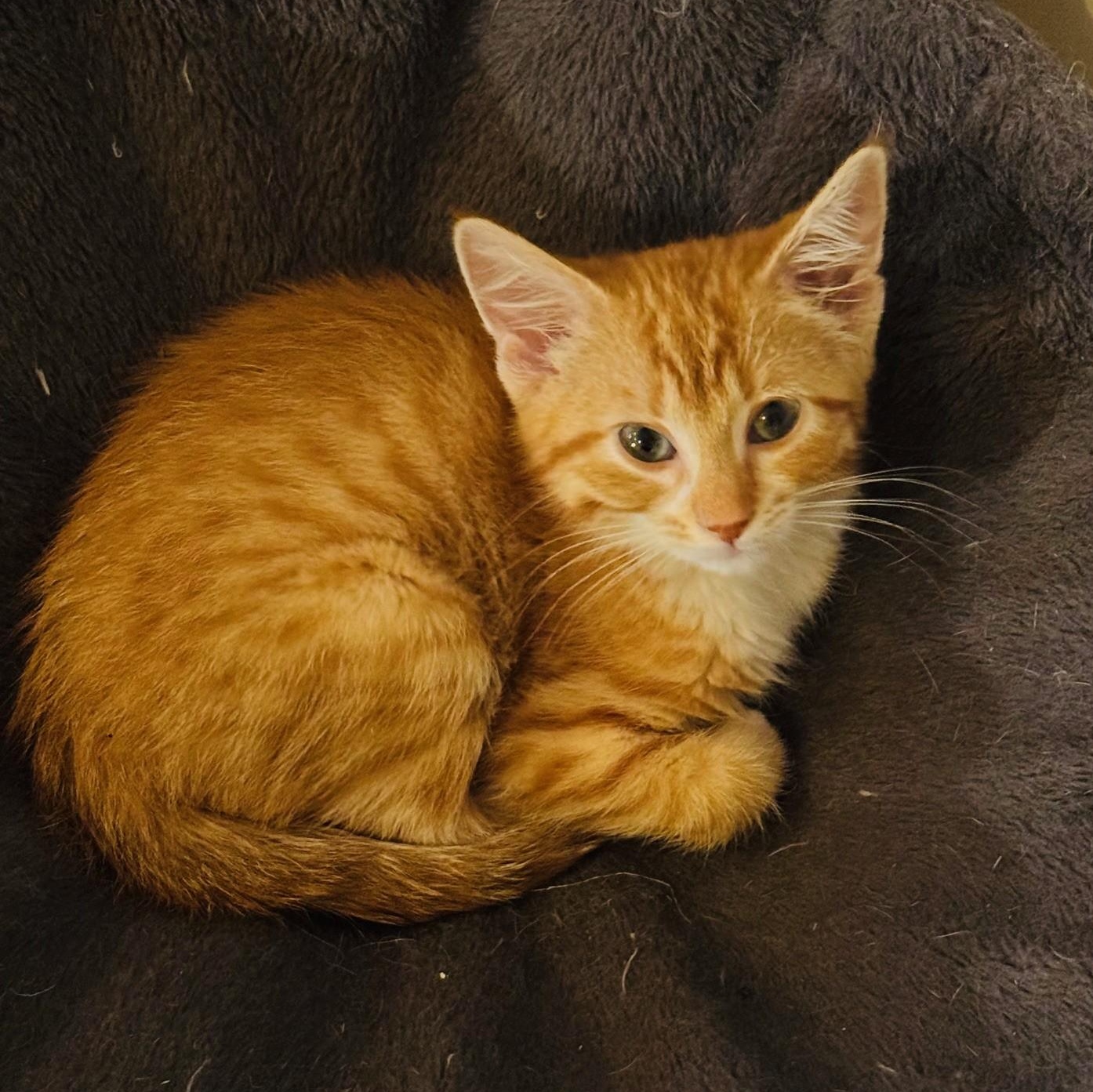 Enlarge Mindy, a Adoptable Domestic Short Hair in Brooks, AB image 1/4