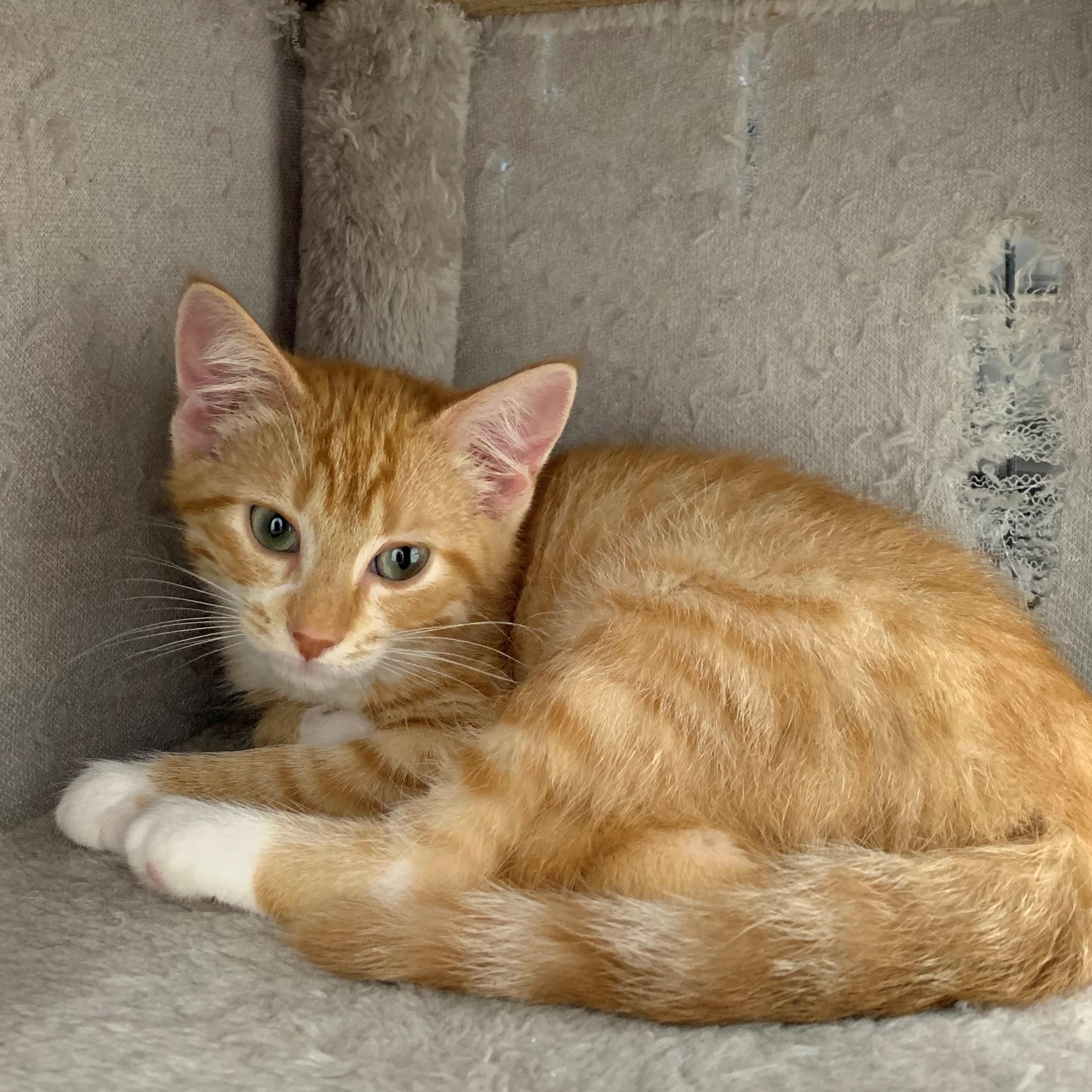 Mindy, an adoptable Domestic Short Hair in Brooks, AB, T1R 1B2 | Photo Image 4