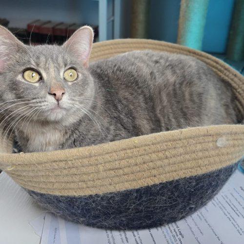 Galinda, Adoptable, Adult Female Domestic Short Hair.