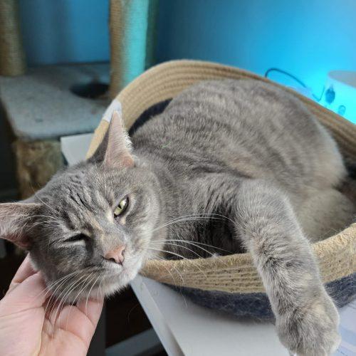 Enlarge Galinda, a Adoptable Domestic Short Hair in Elizabeth, IL image 2/5