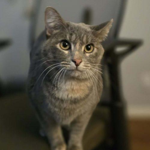 Enlarge Galinda, a Adoptable Domestic Short Hair in Elizabeth, IL image 3/5