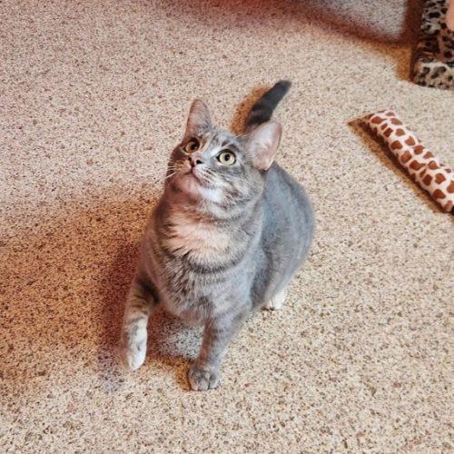Enlarge Galinda, a Adoptable Domestic Short Hair in Elizabeth, IL image 4/5