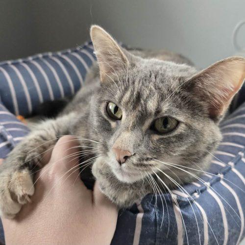 Enlarge Galinda, a Adoptable Domestic Short Hair in Elizabeth, IL image 5/5