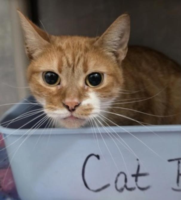 Enlarge Freja, a ADOPTABLE American Shorthair in Marshall, NC image 1/1