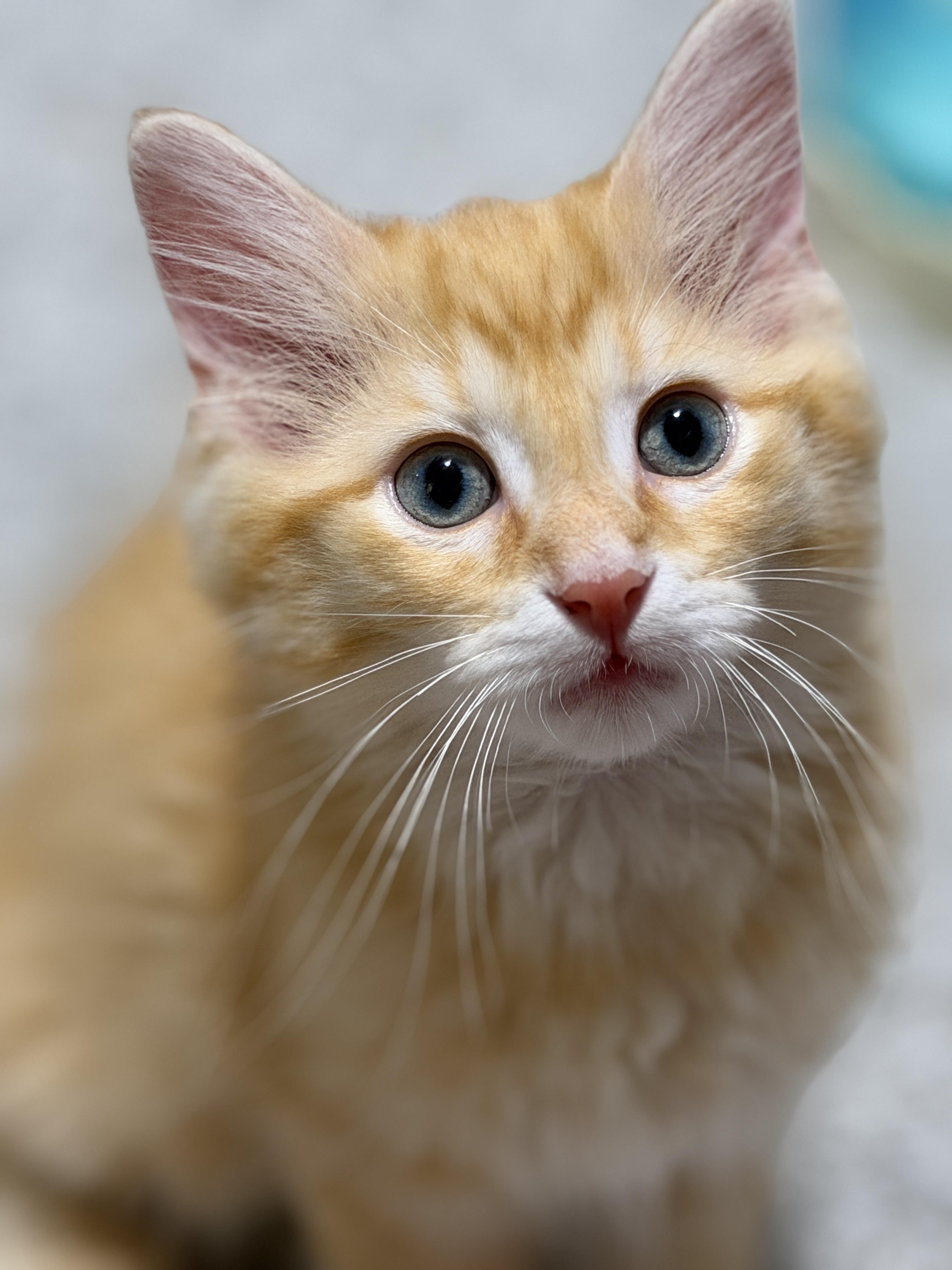 Guacamole, an adopted mixed breed in Indianapolis, IN image 5/6