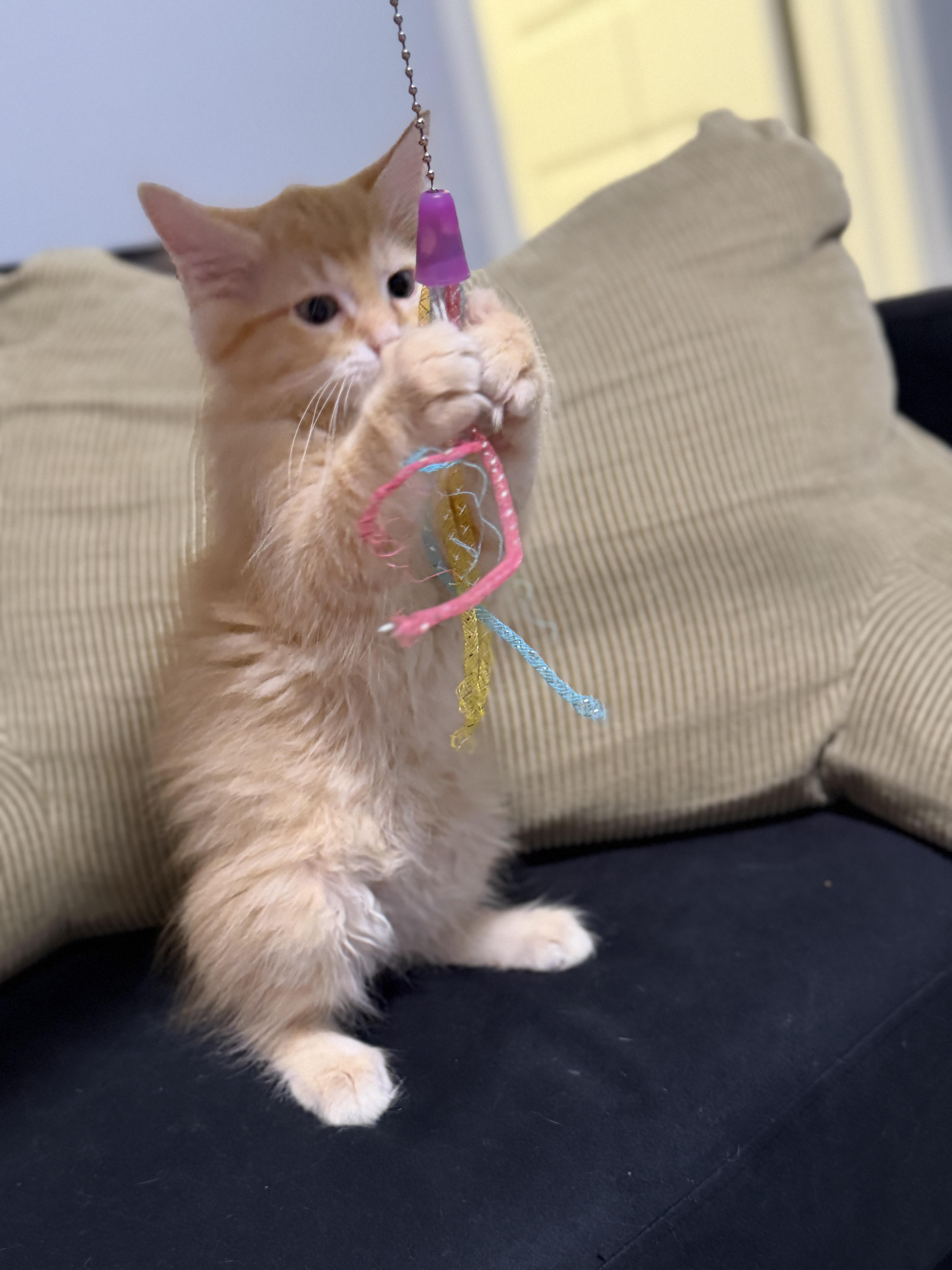 Guacamole, adopted, Kitten Male Manx & Domestic Long Hair.