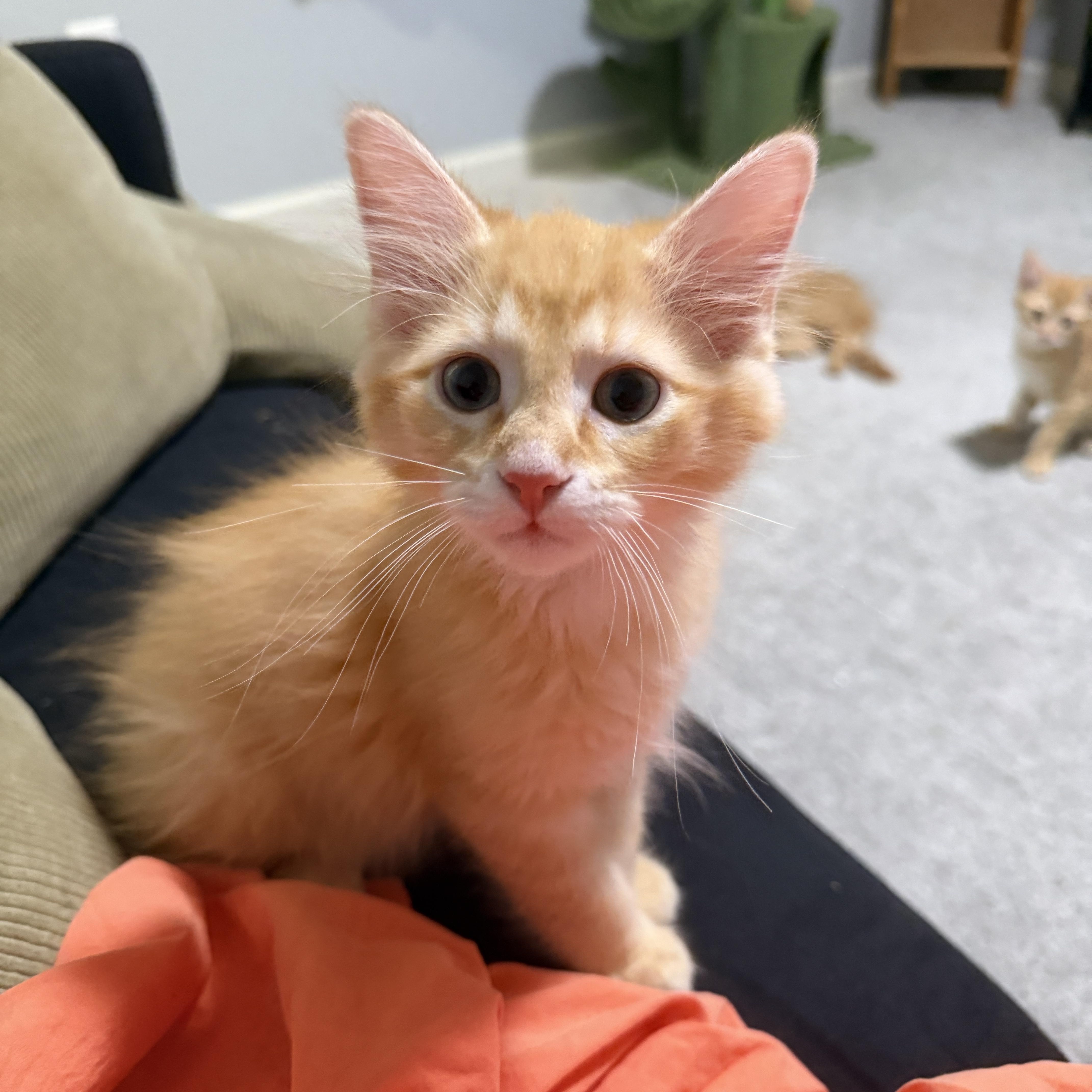 Guacamole, an adopted mixed breed in Indianapolis, IN image 3/6