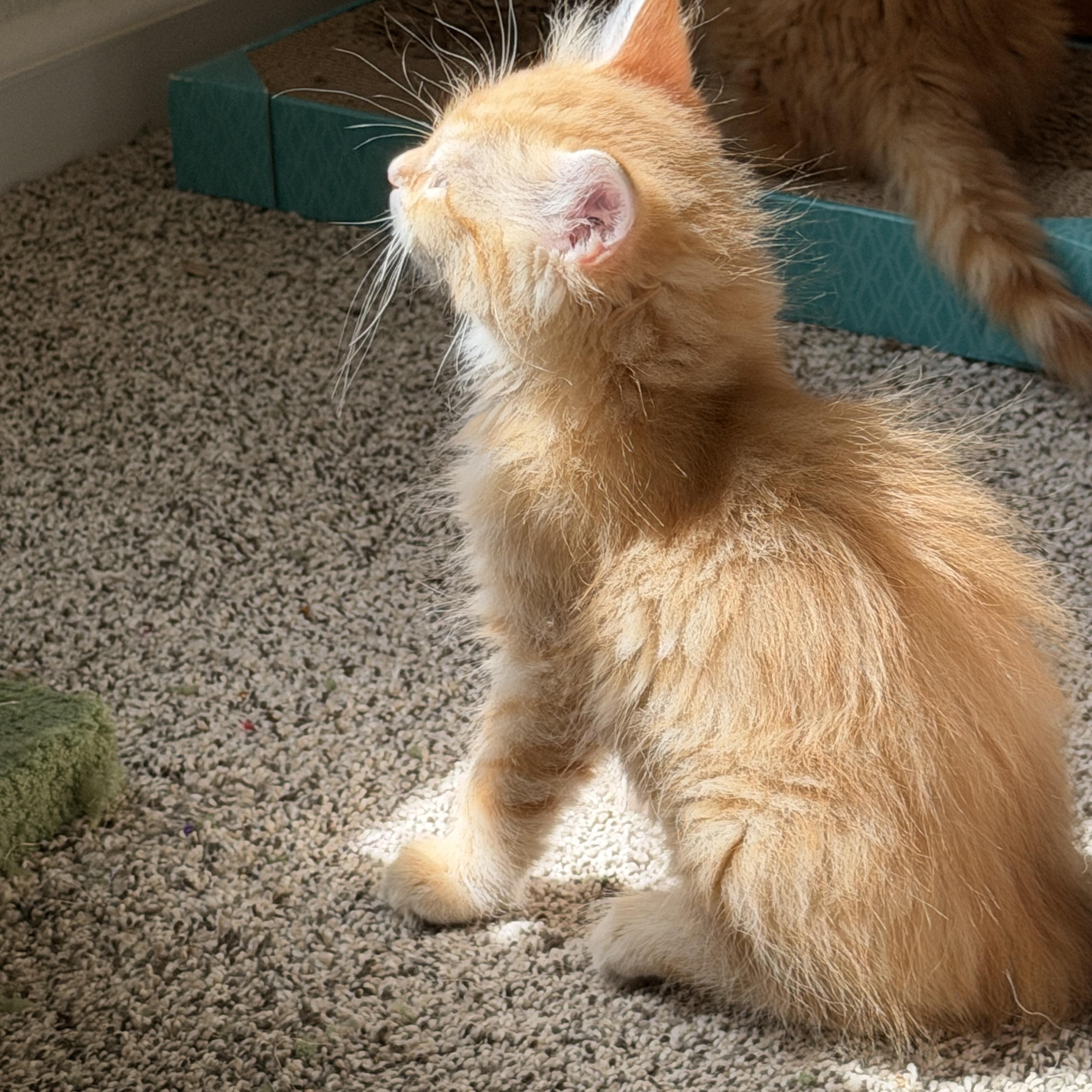 Guacamole, an adopted mixed breed in Indianapolis, IN image 2/6