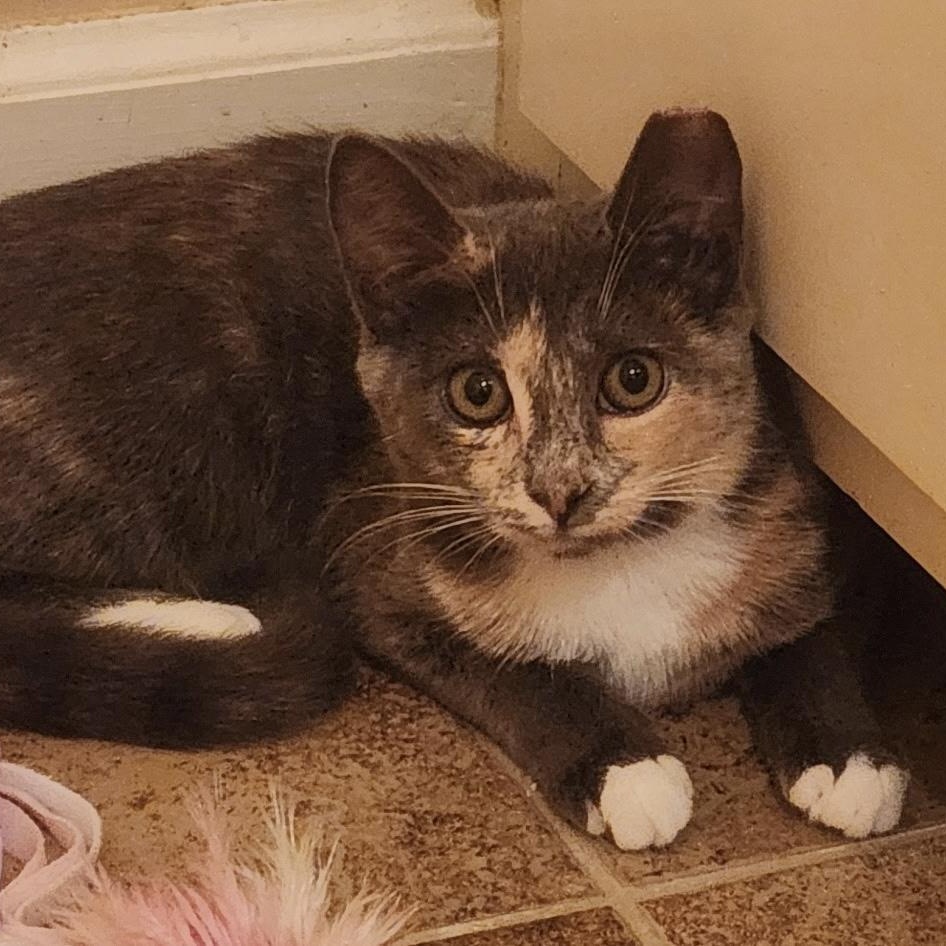 Enlarge Sadie - A soft, friendly, gentle, brave little girl., a Adoptable Dilute Calico in Southern Pines, NC image 4/5