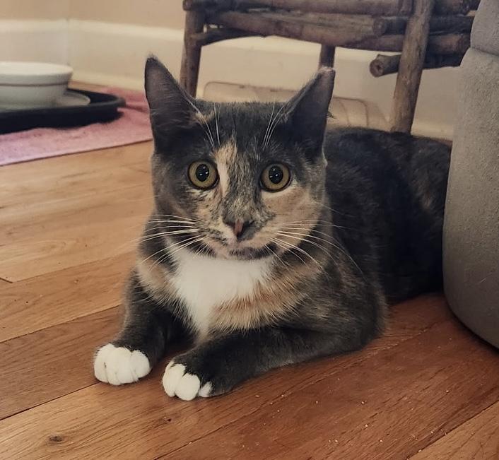 Enlarge Sadie - A soft, friendly, gentle, brave little girl., a Adoptable Dilute Calico in Southern Pines, NC image 2/5