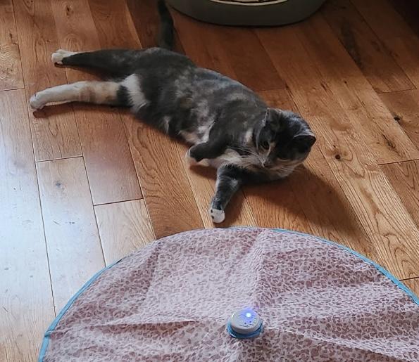 Enlarge Sadie - A soft, friendly, gentle, brave little girl., a Adoptable Dilute Calico in Southern Pines, NC image 3/5