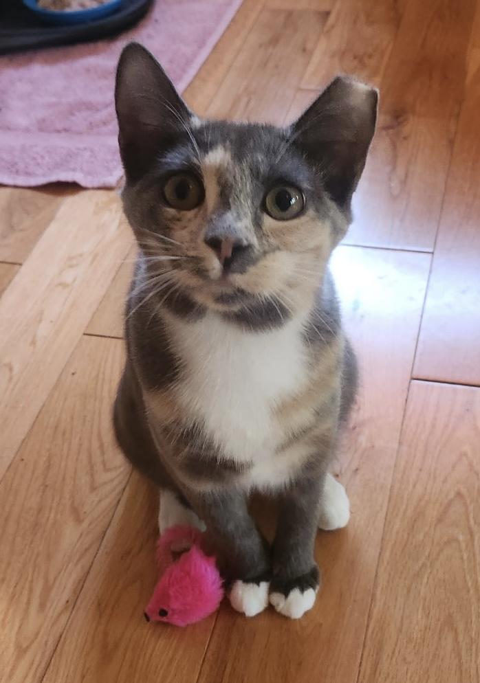 Enlarge Sadie - A soft, friendly, gentle, brave little girl., a Adoptable Dilute Calico in Southern Pines, NC image 5/5