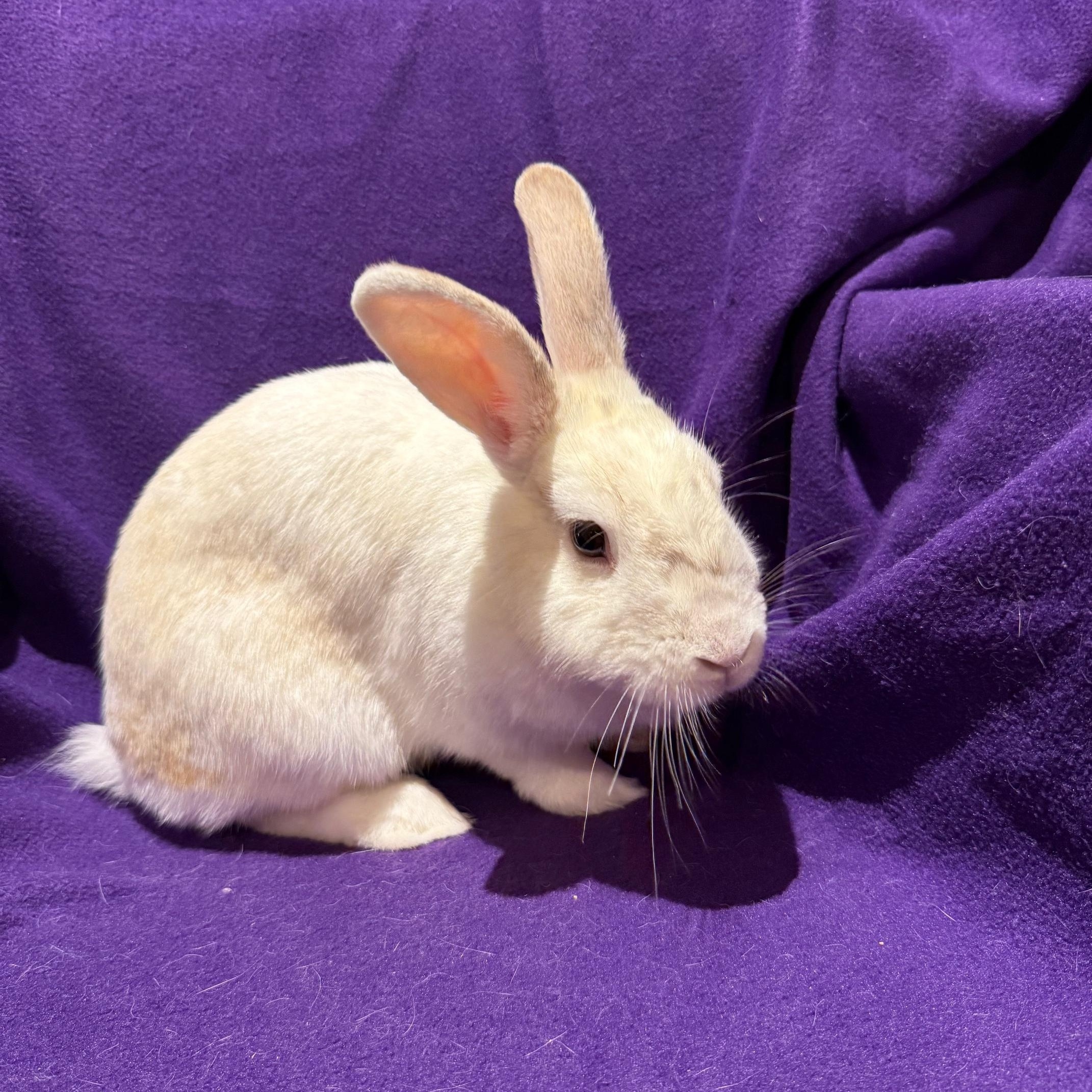 Persephone, Adopted, Adult Female Bunny Rabbit.