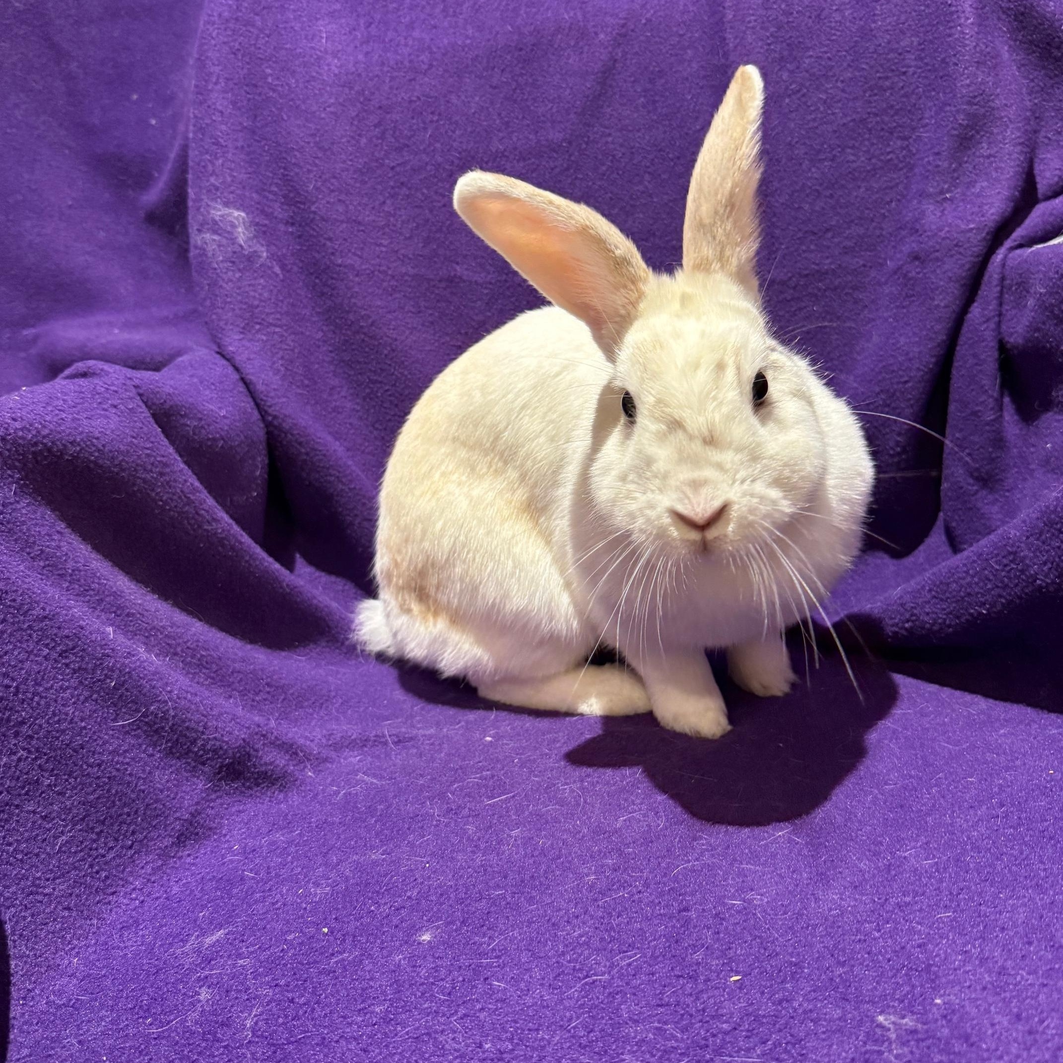 Persephone, a Adopted mixed breed in Rancho Cordova, CA image 2/3