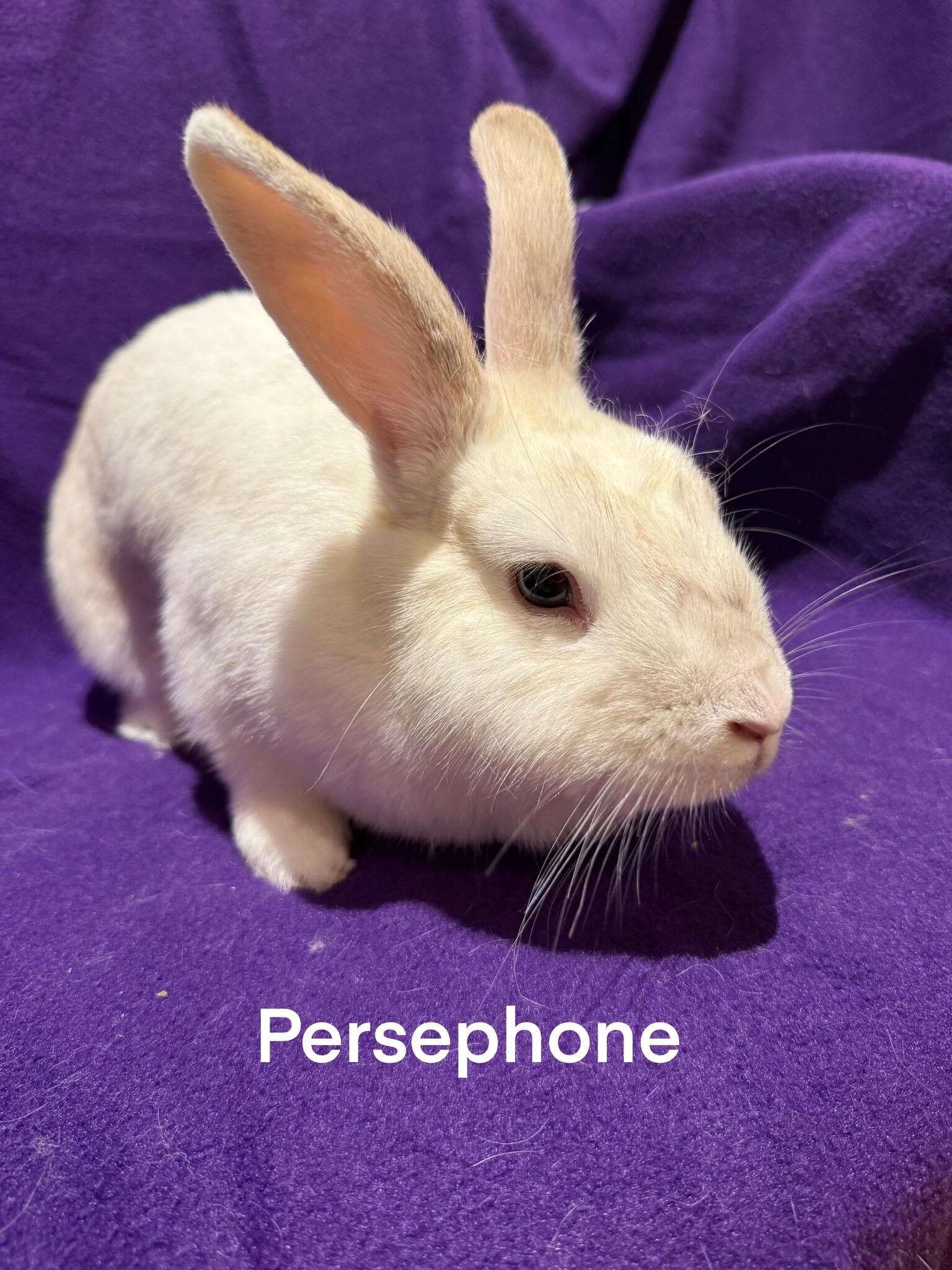 Persephone, a Adopted mixed breed in Rancho Cordova, CA image 3/3