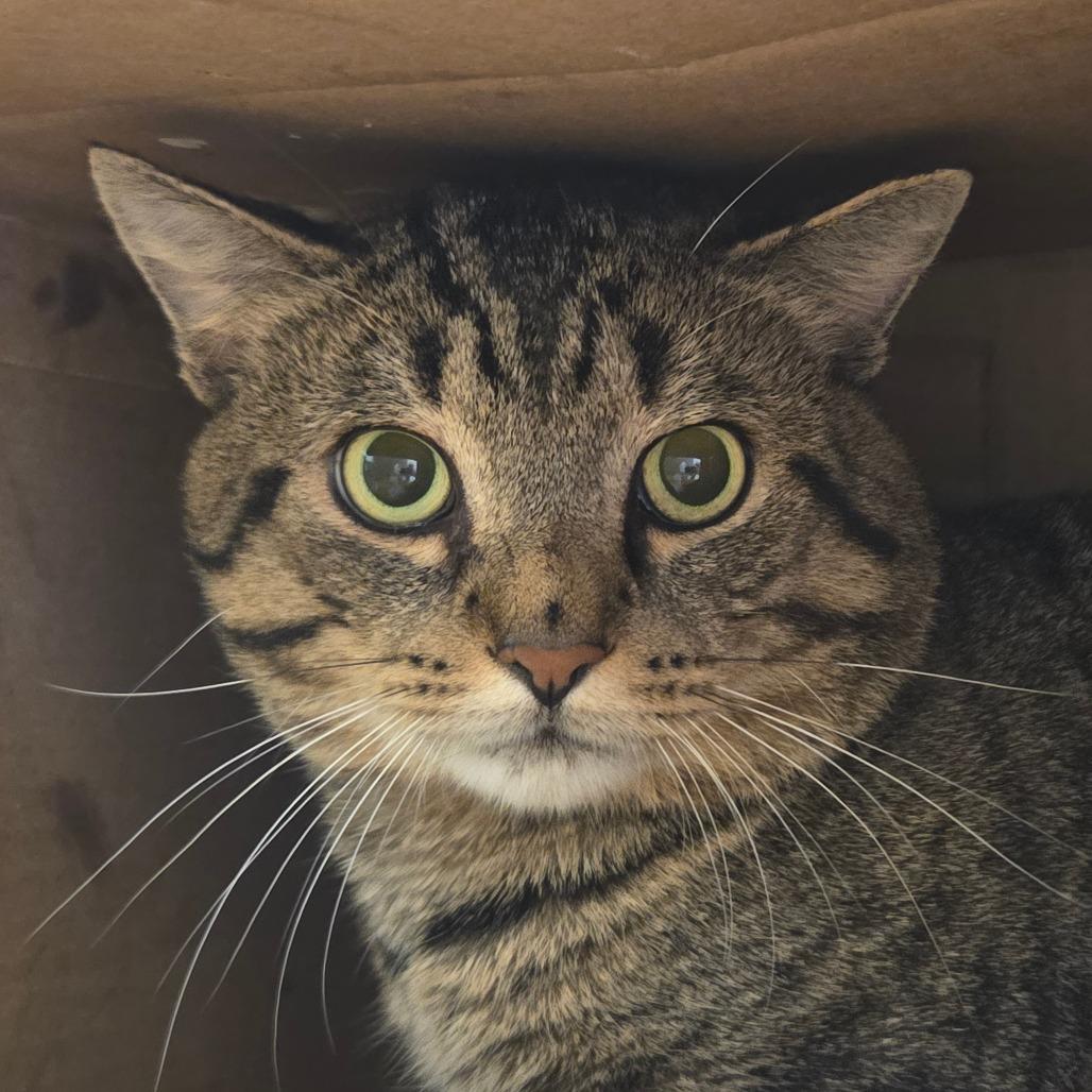 Sebastian, Adoptable, Adult Male Domestic Short Hair.
