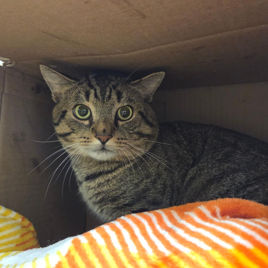 Enlarge Sebastian, a Adoptable Domestic Short Hair in Ballston Spa, NY image 2/3