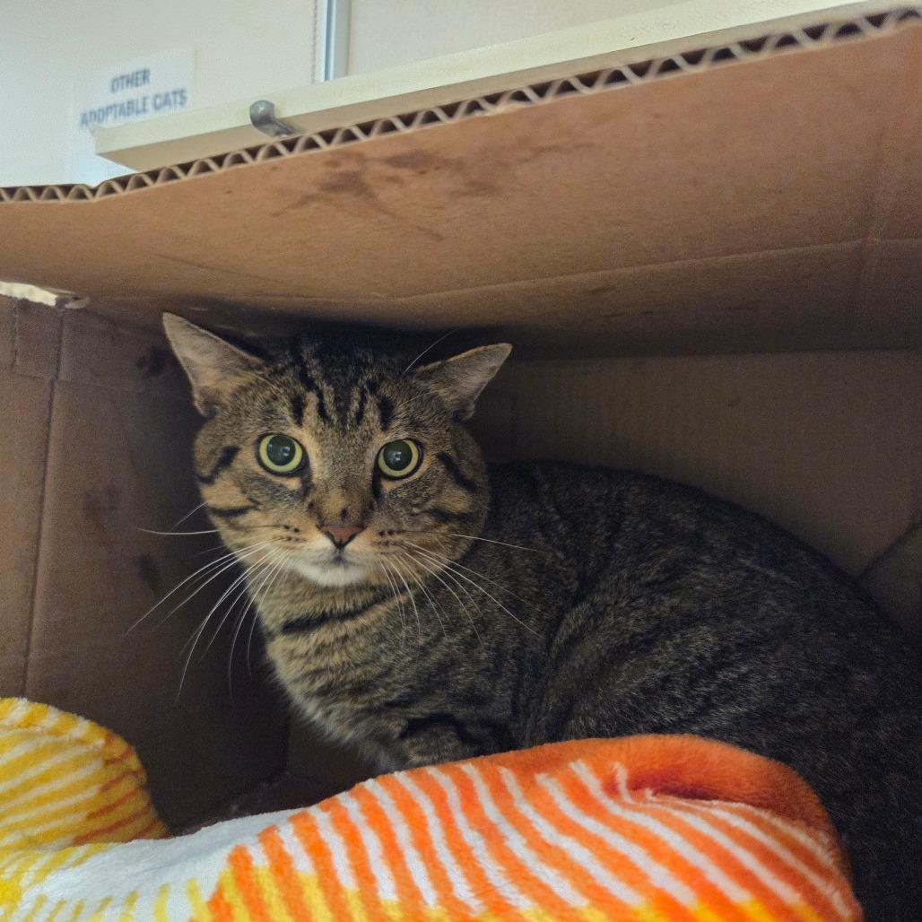 Enlarge Sebastian, a Adoptable Domestic Short Hair in Ballston Spa, NY image 3/3