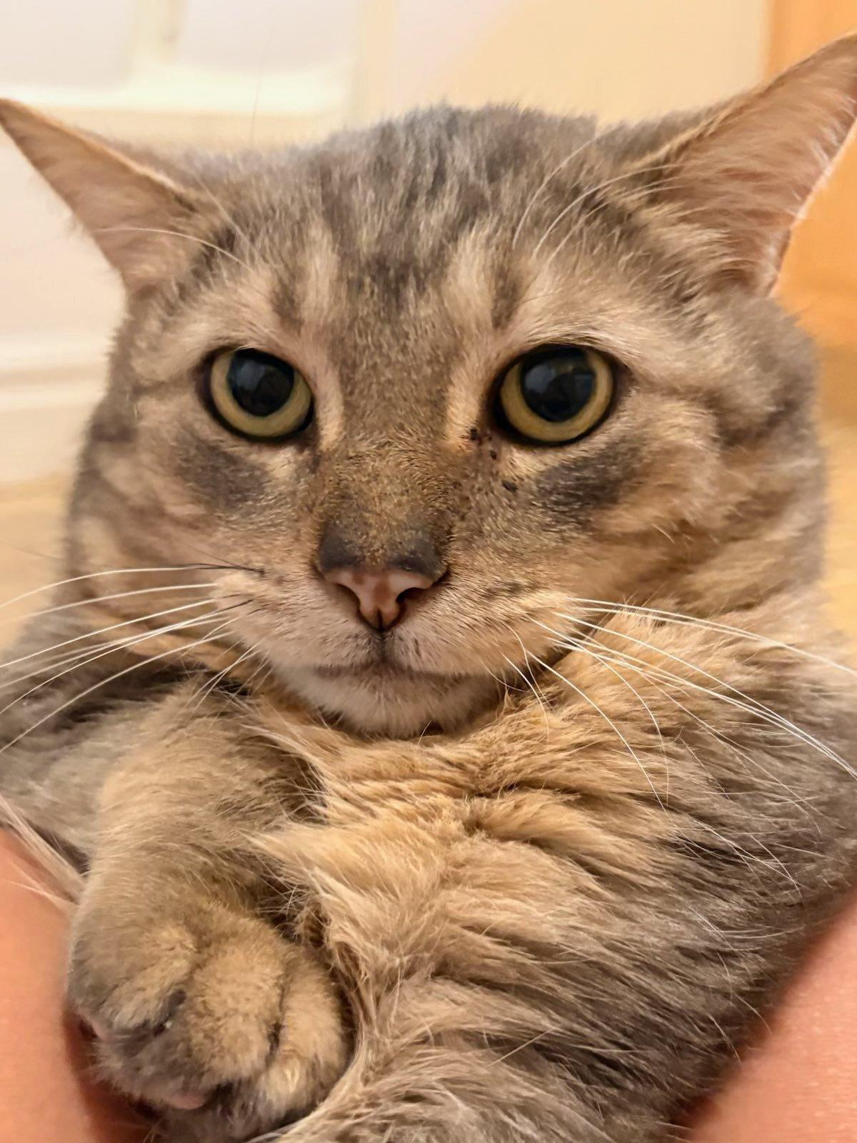 Quinn, a ADOPTABLE Domestic Short Hair in Montreal, QC image 3/6