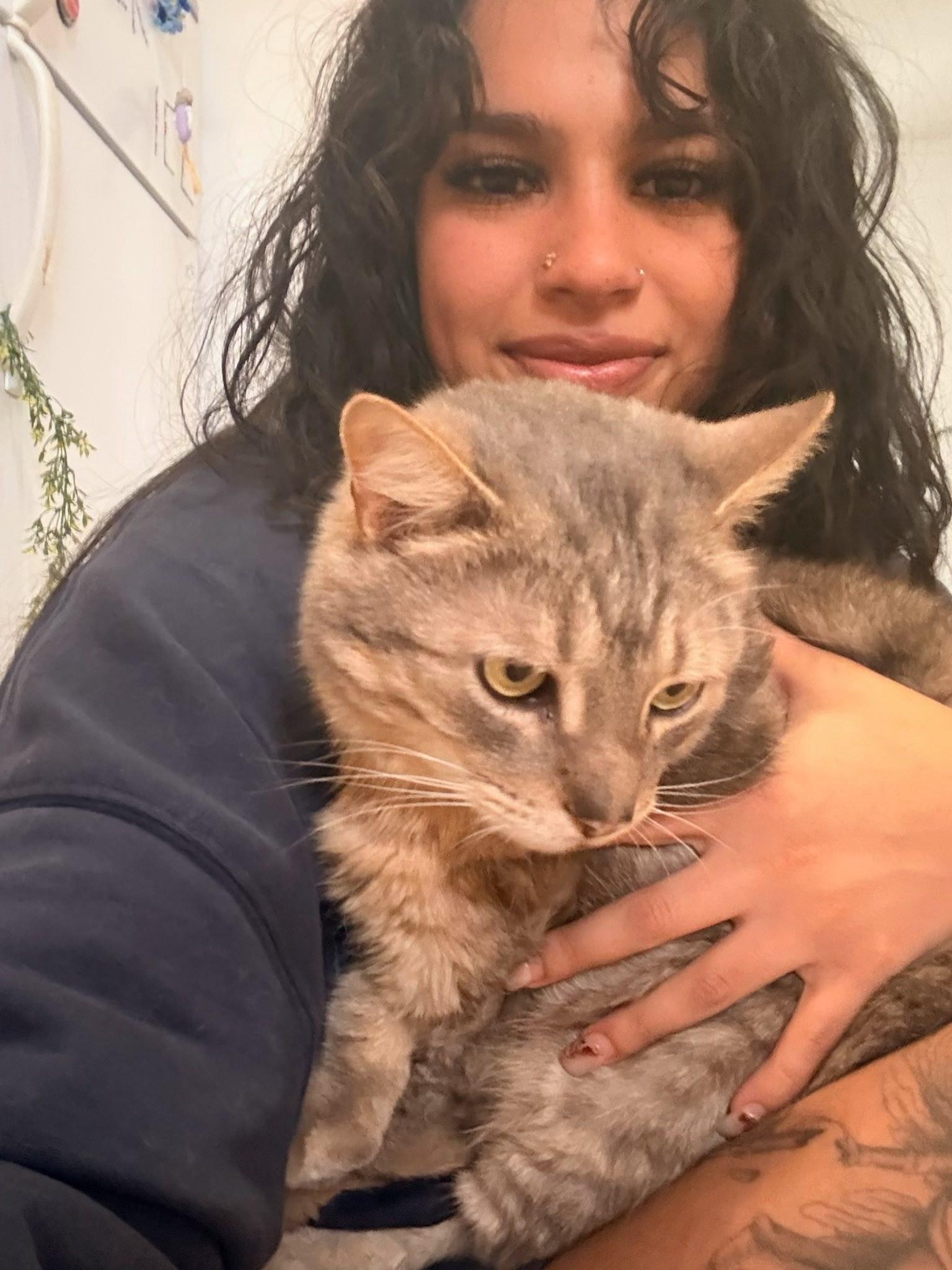 Quinn, a ADOPTABLE Domestic Short Hair in Montreal, QC image 4/6
